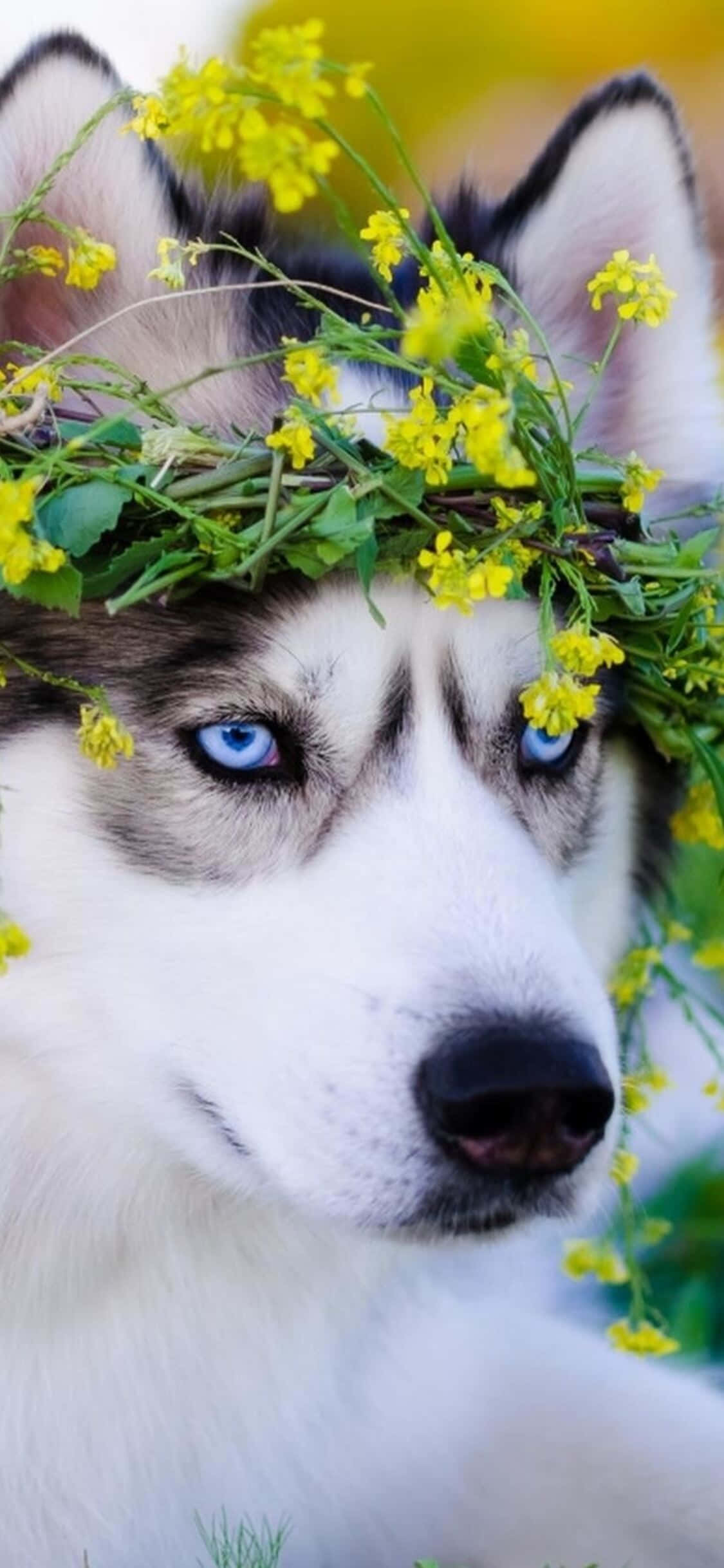 Hình ảnh chó Husky dễ thương với lá trên mặt Hình nền