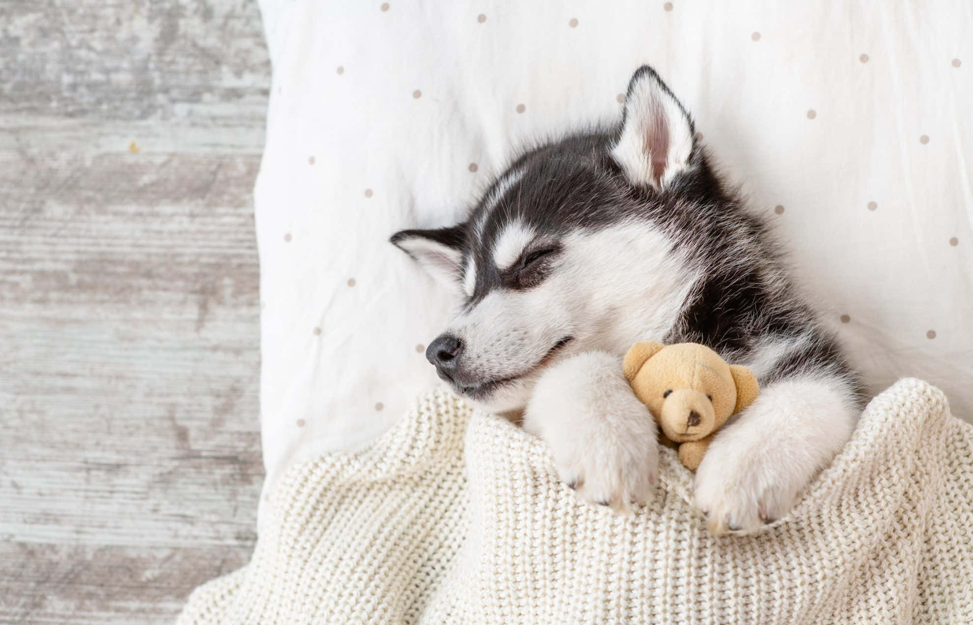 Hình ảnh chó Husky con dễ thương ngủ cùng gấu bông Hình nền