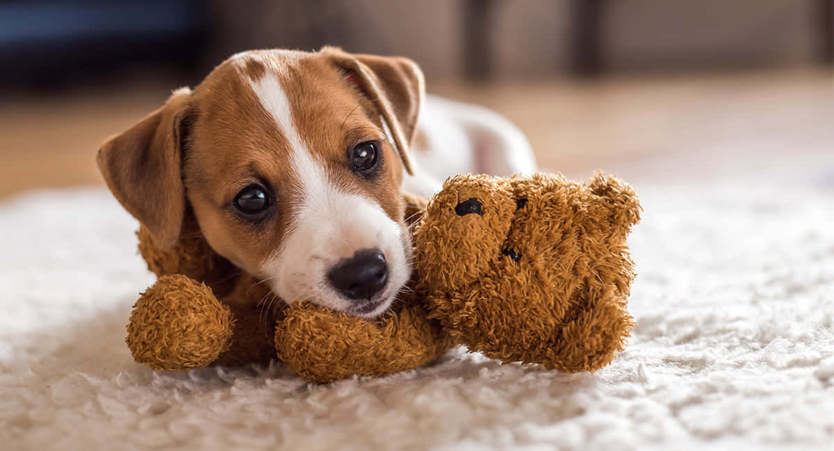 Hình ảnh chó Jack Russell Terrier nhỏ cùng gấu bông Hình nền