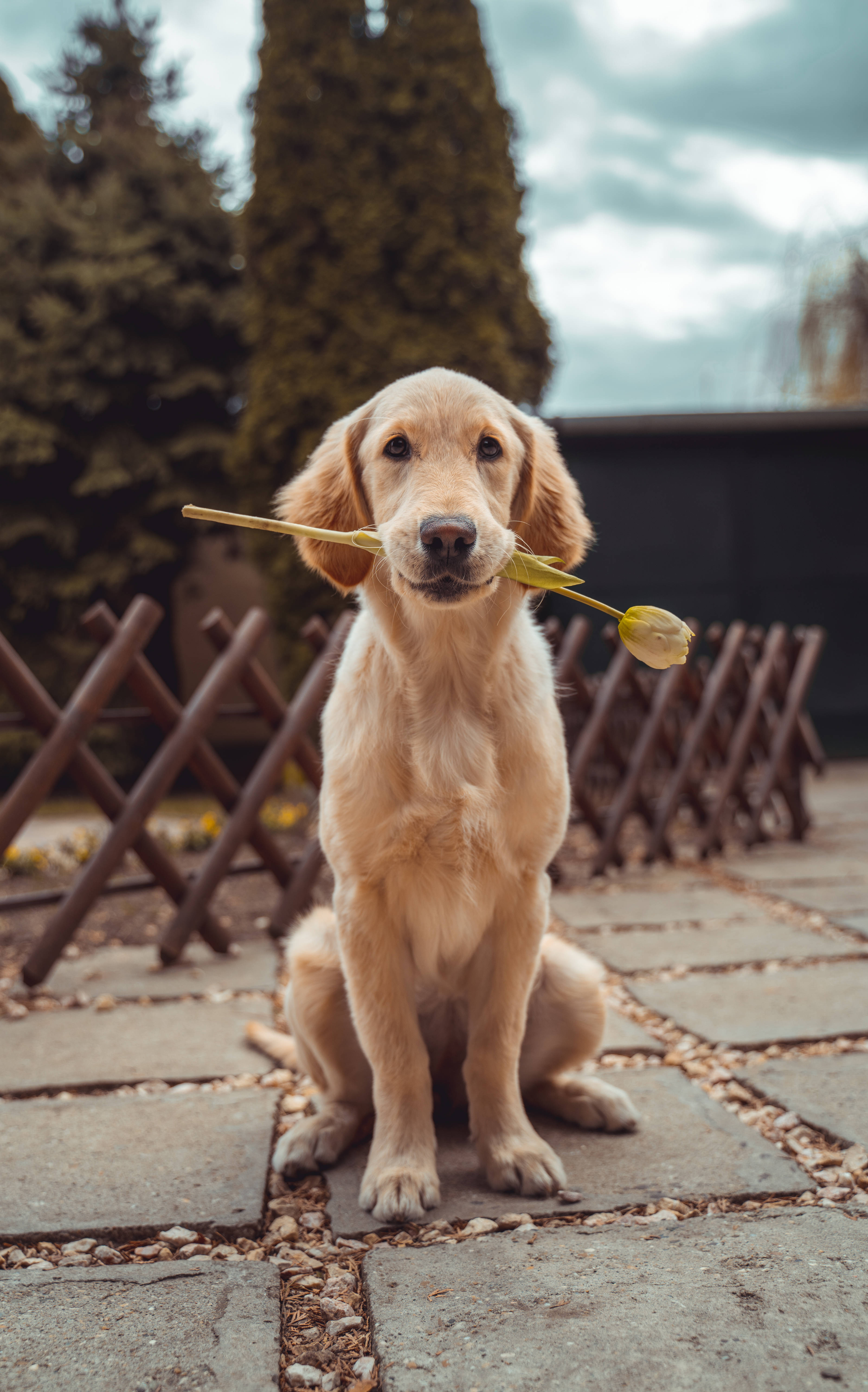 Hình ảnh Chó Labrador Retriever Hình nền