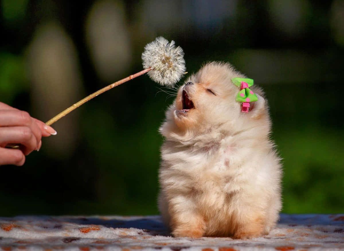 Hình ảnh chó Pomeranian dễ thương Hình nền