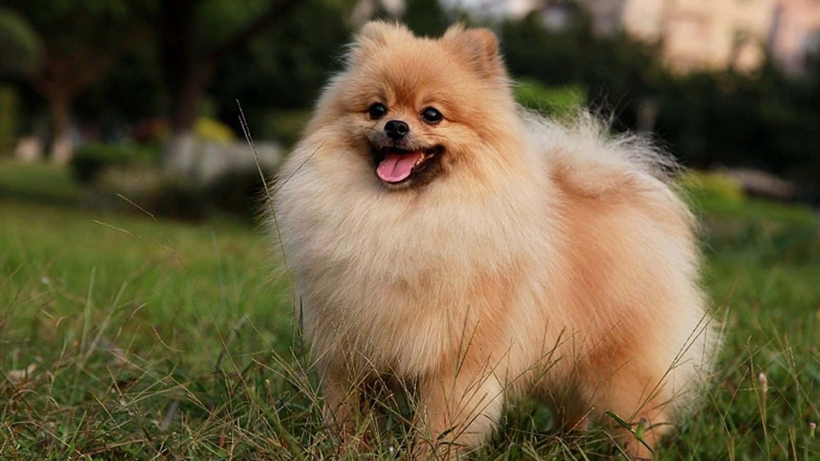 Hình ảnh chó Pomeranian con đang chơi đùa Hình nền
