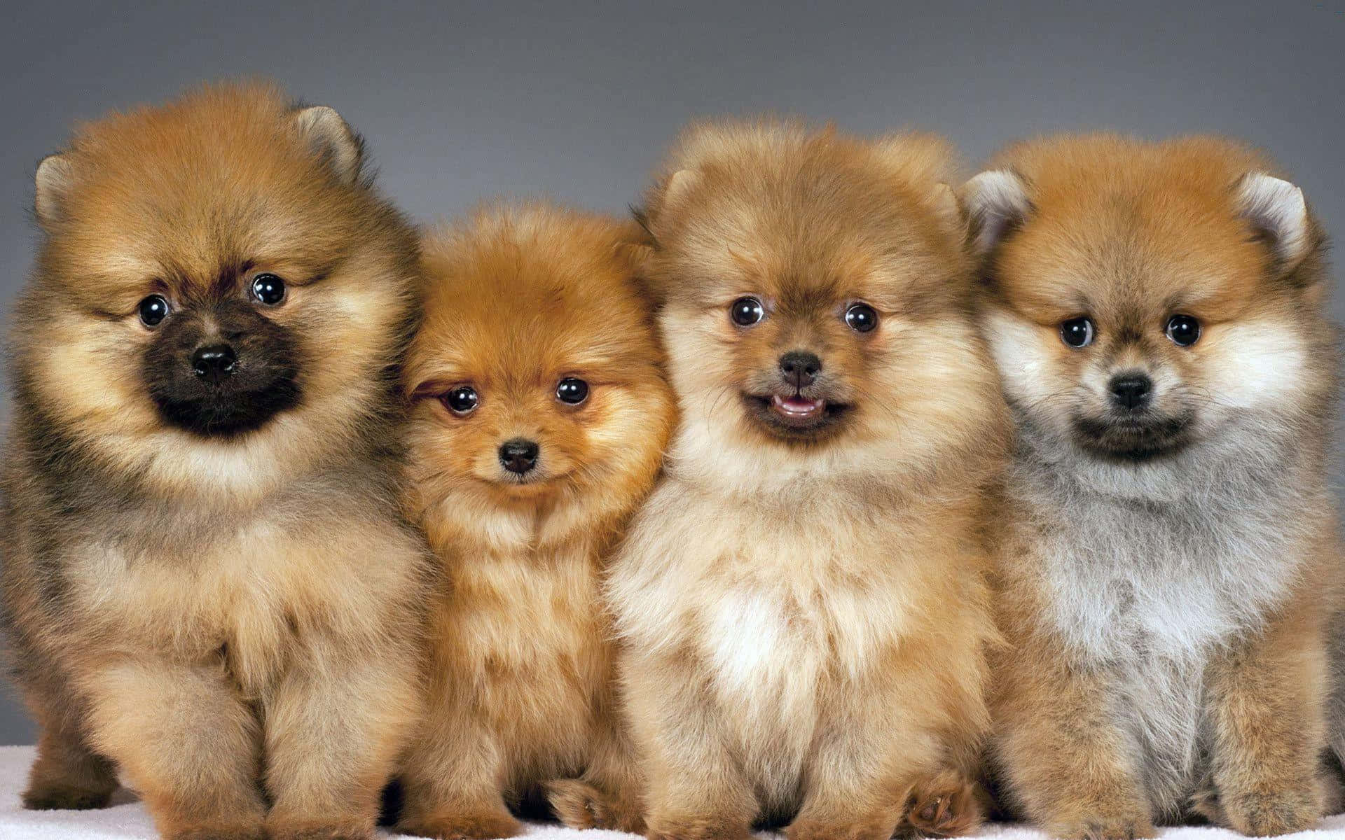 Hình ảnh chó Pomeranian lông màu nâu Hình nền