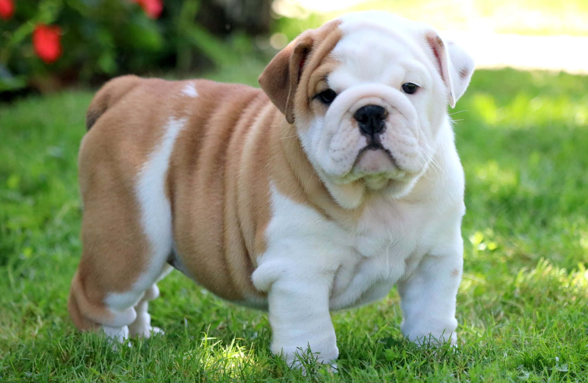 Hình ảnh chú chó bulldog con mũm mĩm đáng yêu Hình nền