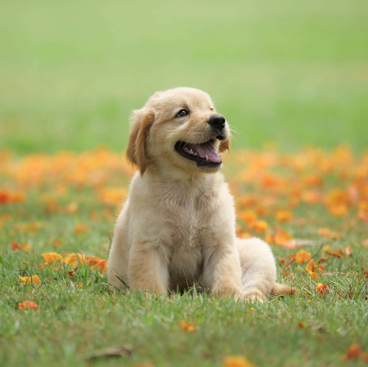 Hình ảnh chú chó Golden Retriever con vui vẻ Hình nền