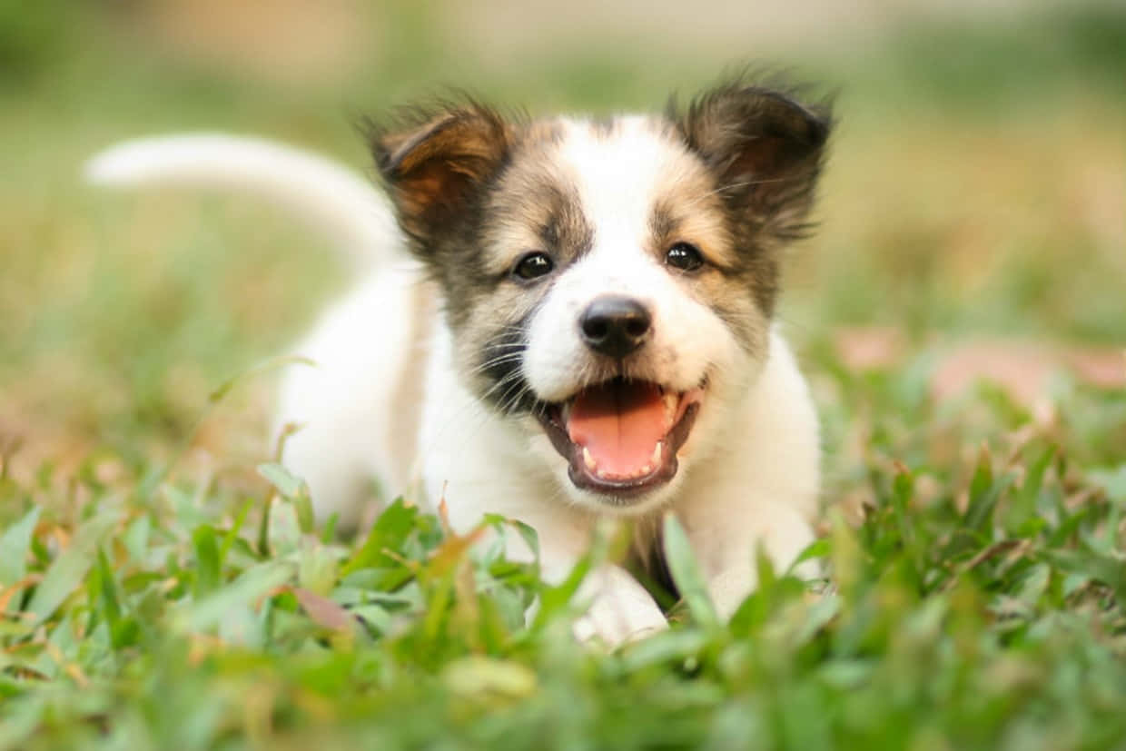 Hình ảnh chú chó con tinh nghịch Hình nền