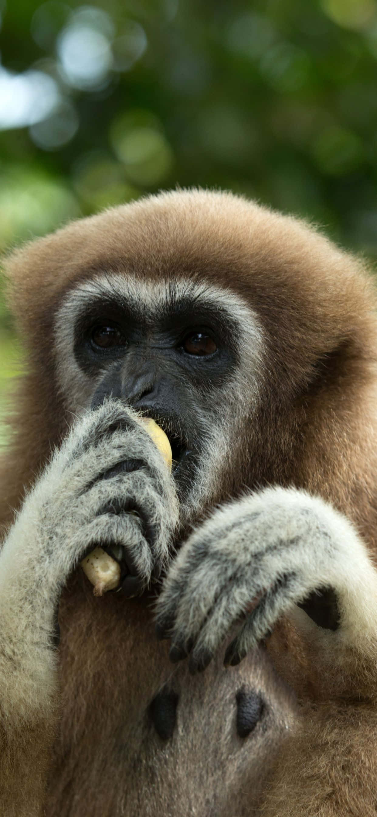 Hình ảnh Gibbon thư giãn trên Apple iPhone Xs Max Hình nền