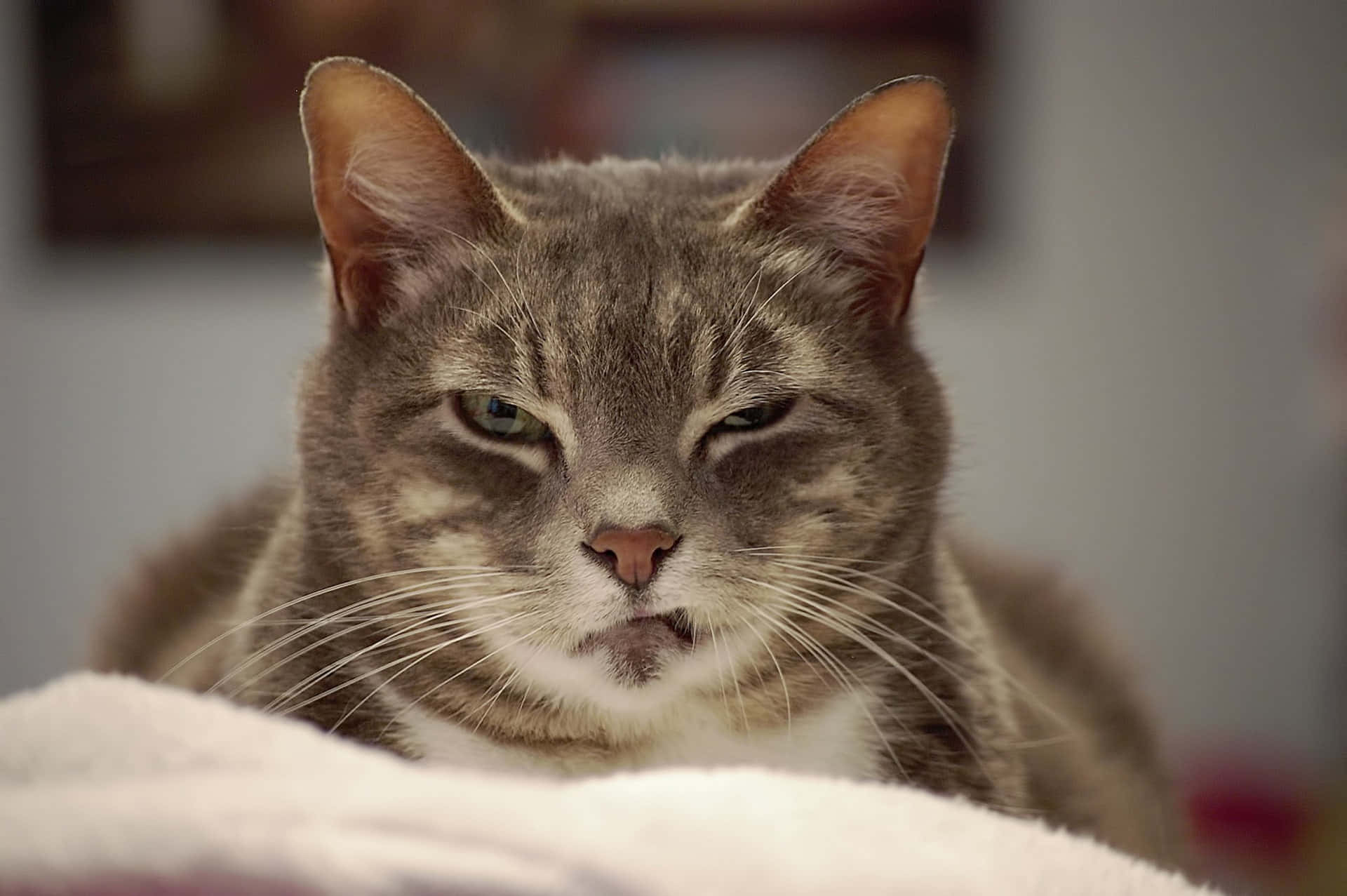 Hình ảnh Grumpy Cat Hình nền