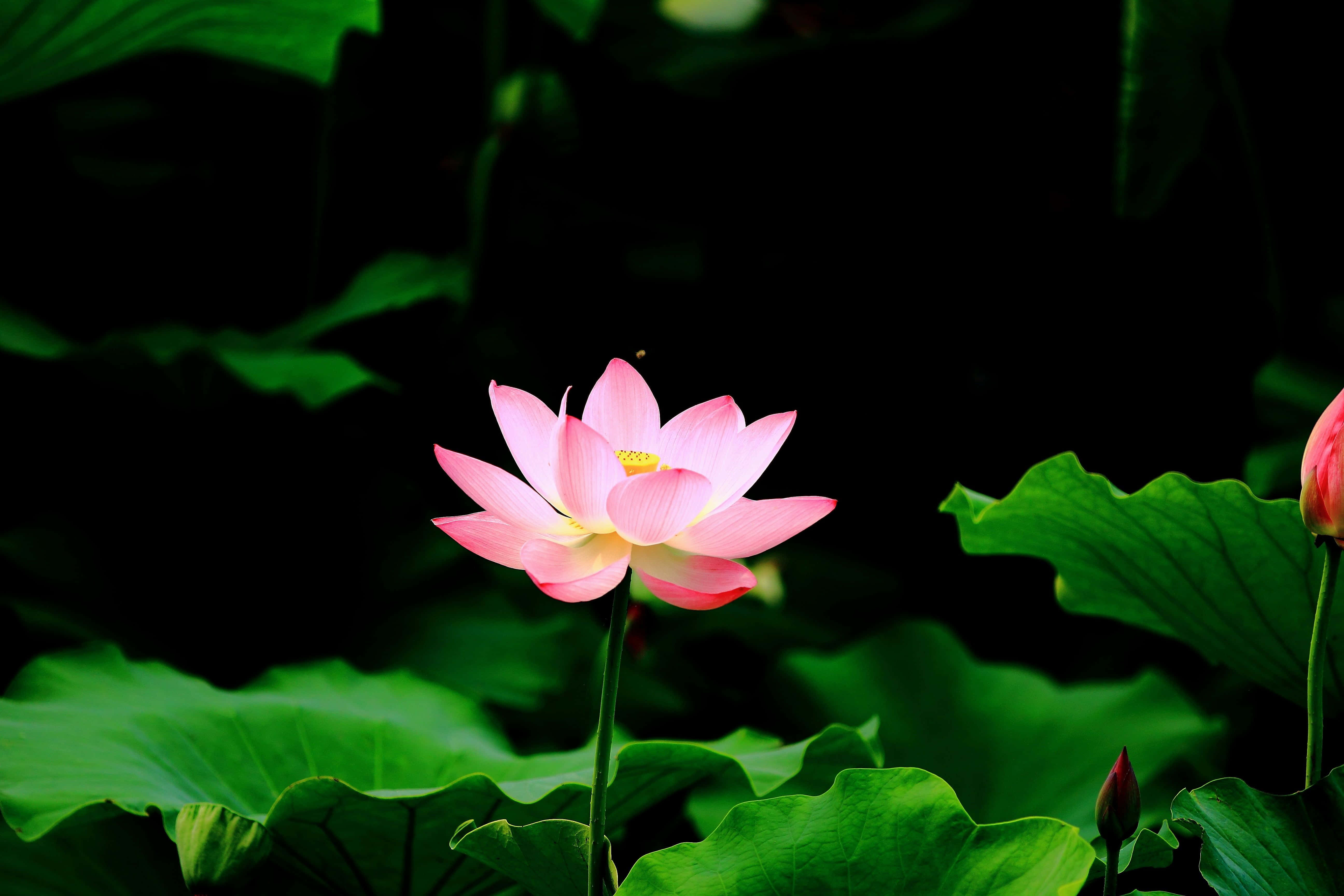 Hình ảnh hoa sen Hình nền