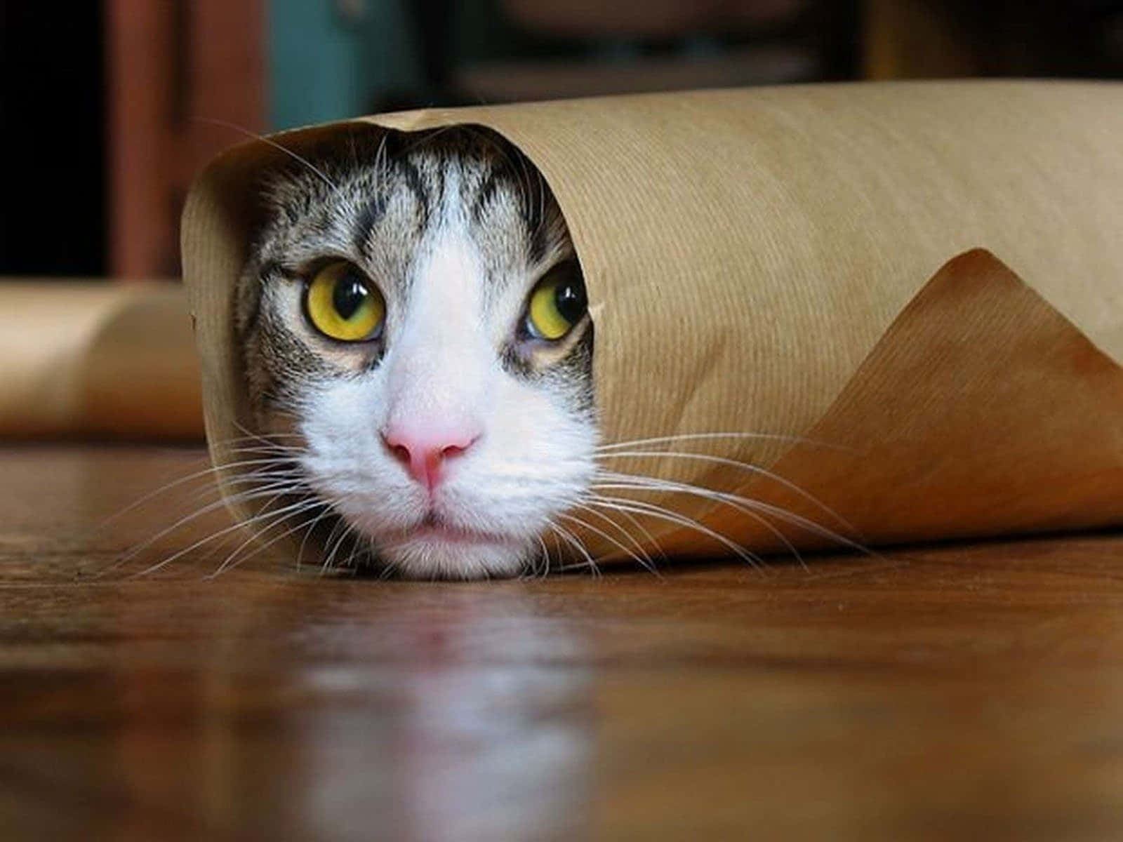 Hình ảnh mèo bị nguyền rủa hình burrito hài hước Hình nền