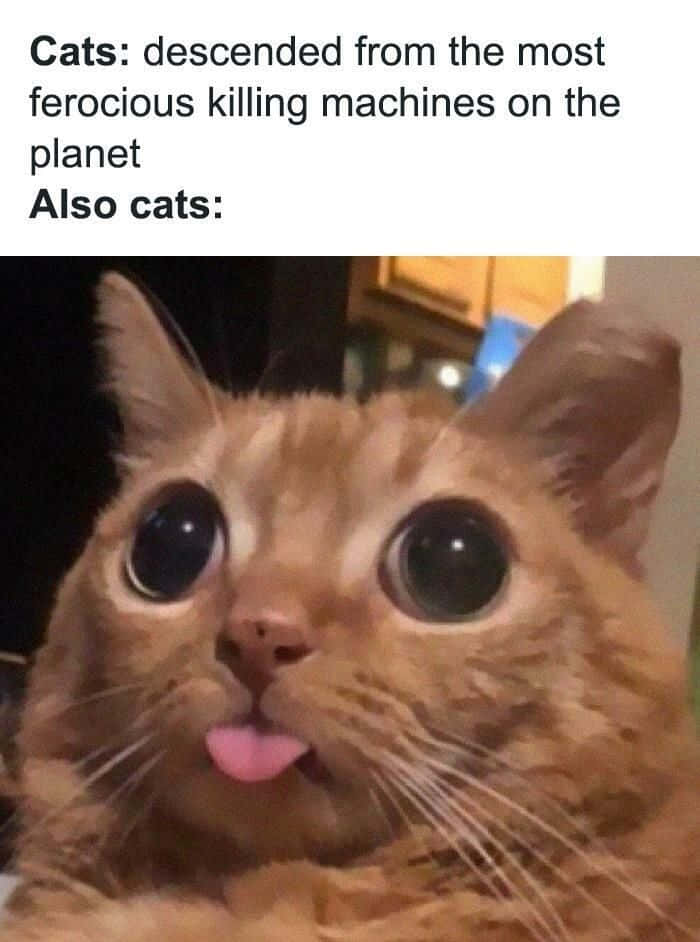 Hình ảnh mèo hài hước lè lưỡi meme Hình nền