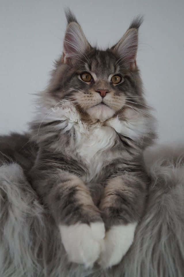 Hình Ảnh Mèo Maine Coon Xinh Đẹp Đang Ngồi Hình nền