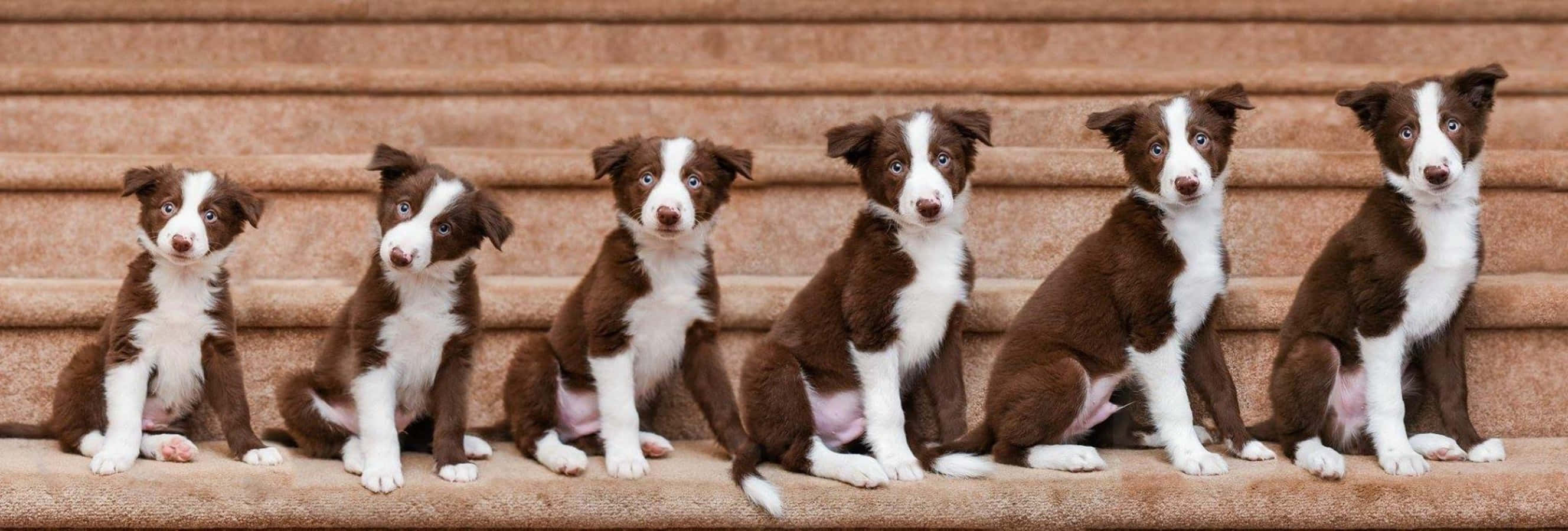 Hình ảnh sự phát triển hàng tuần của chó con Border Collie Hình nền