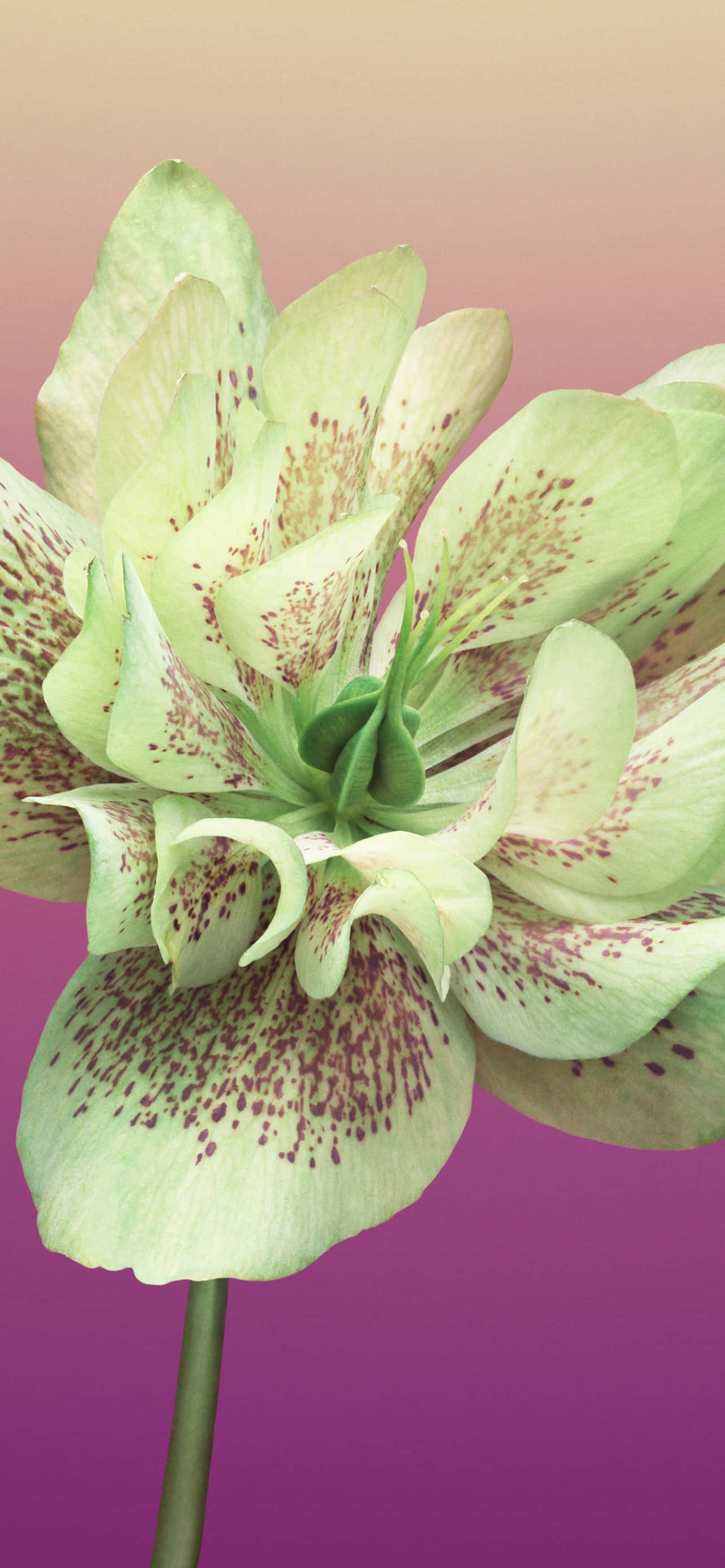 Hoa Helleborus Orientalis Hình nền iPhone Hình nền