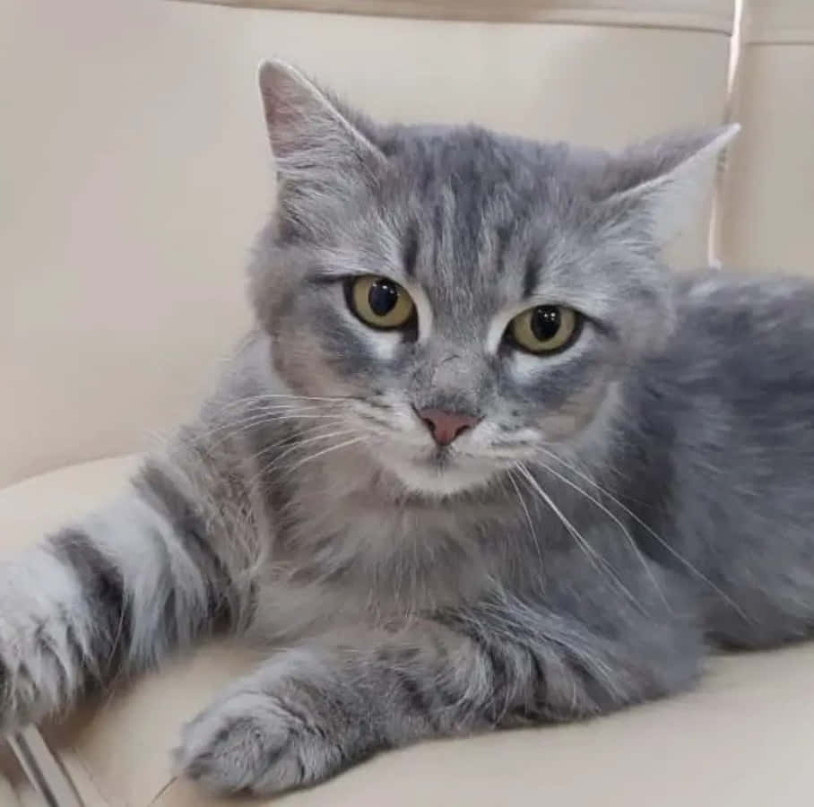 Hình mèo xám Tabby dễ thương Hình nền