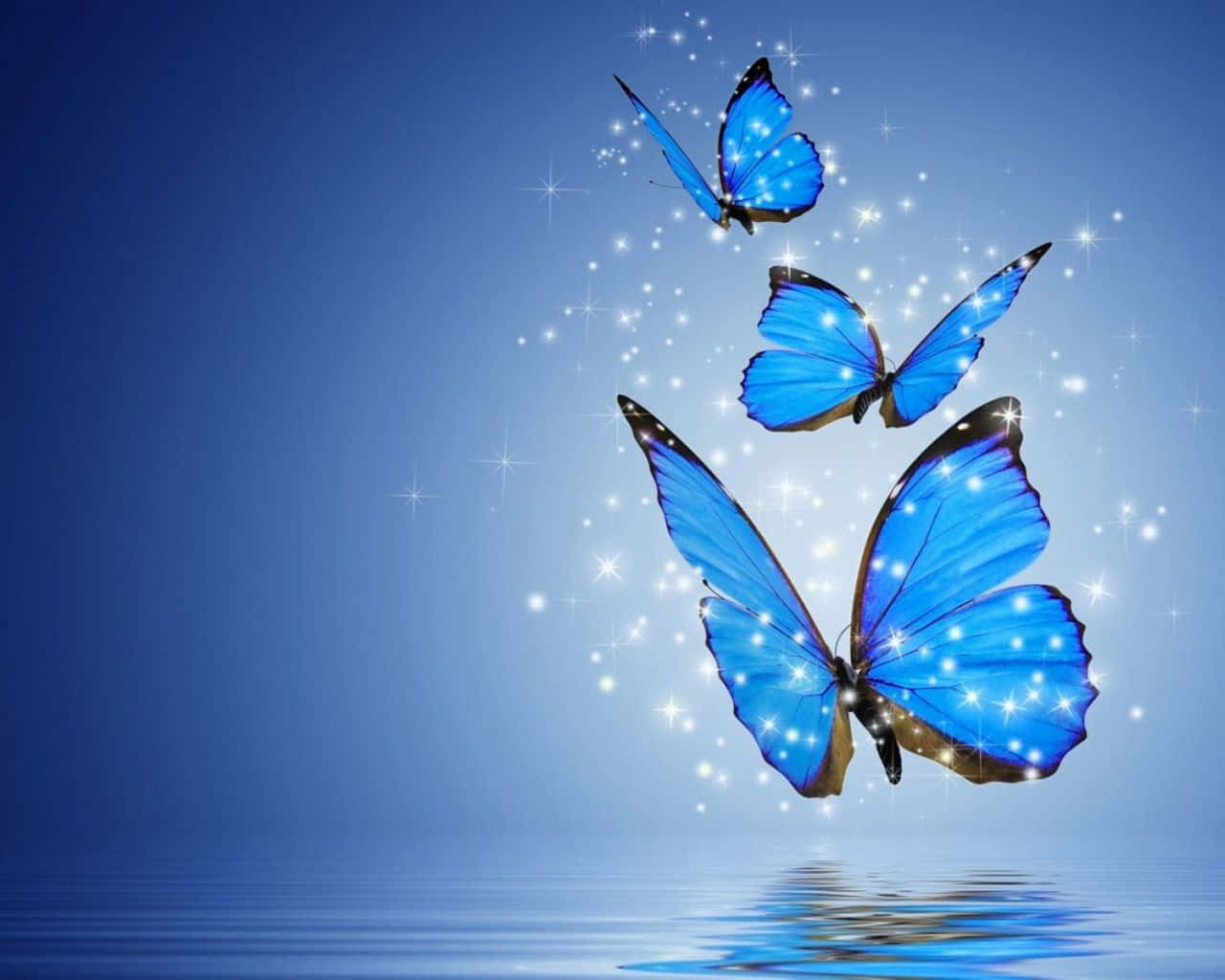 Hình nền bướm đầy mê hoặc Hình nền