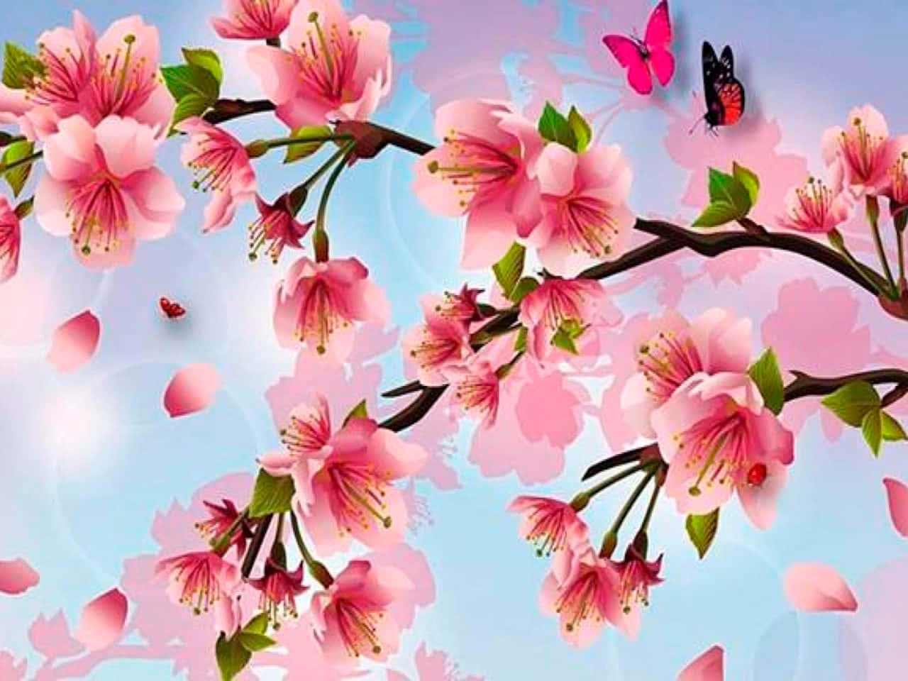 Hình nền hoa anh đào Hình nền