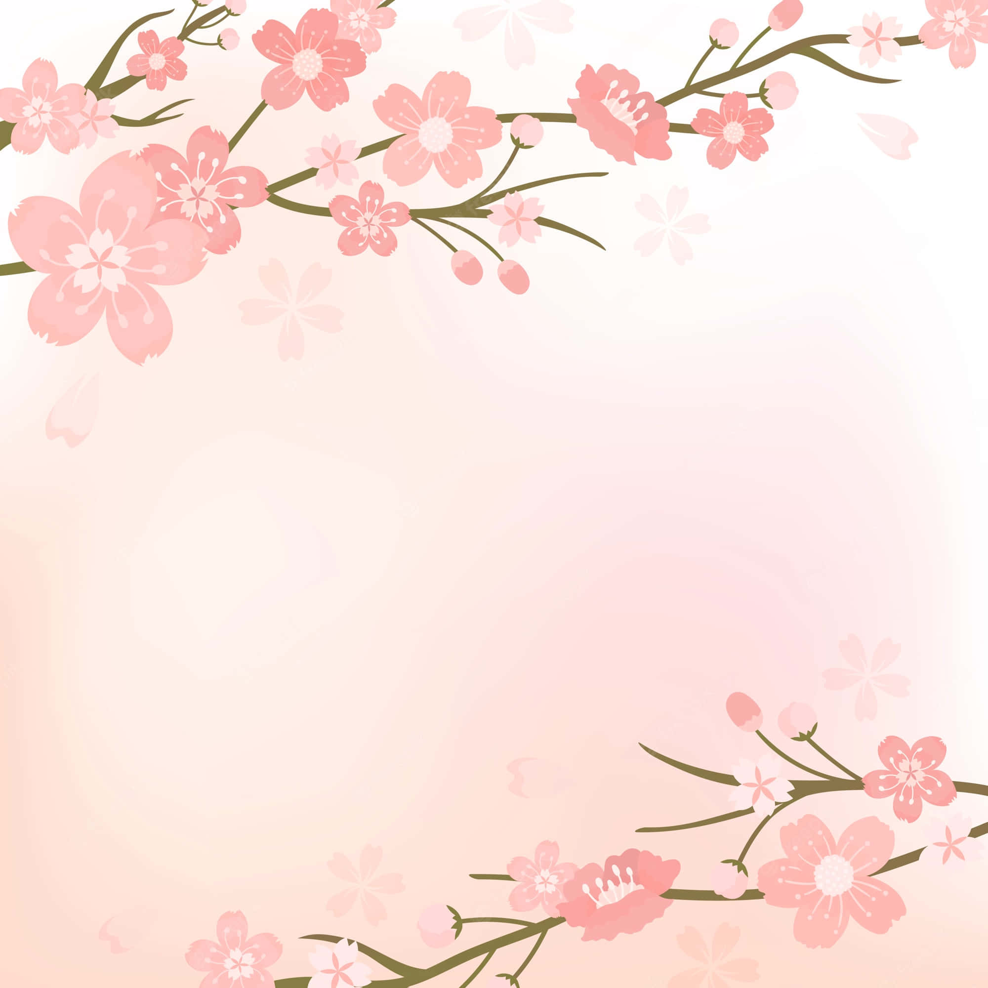 Hình nền hoa anh đào Hình nền