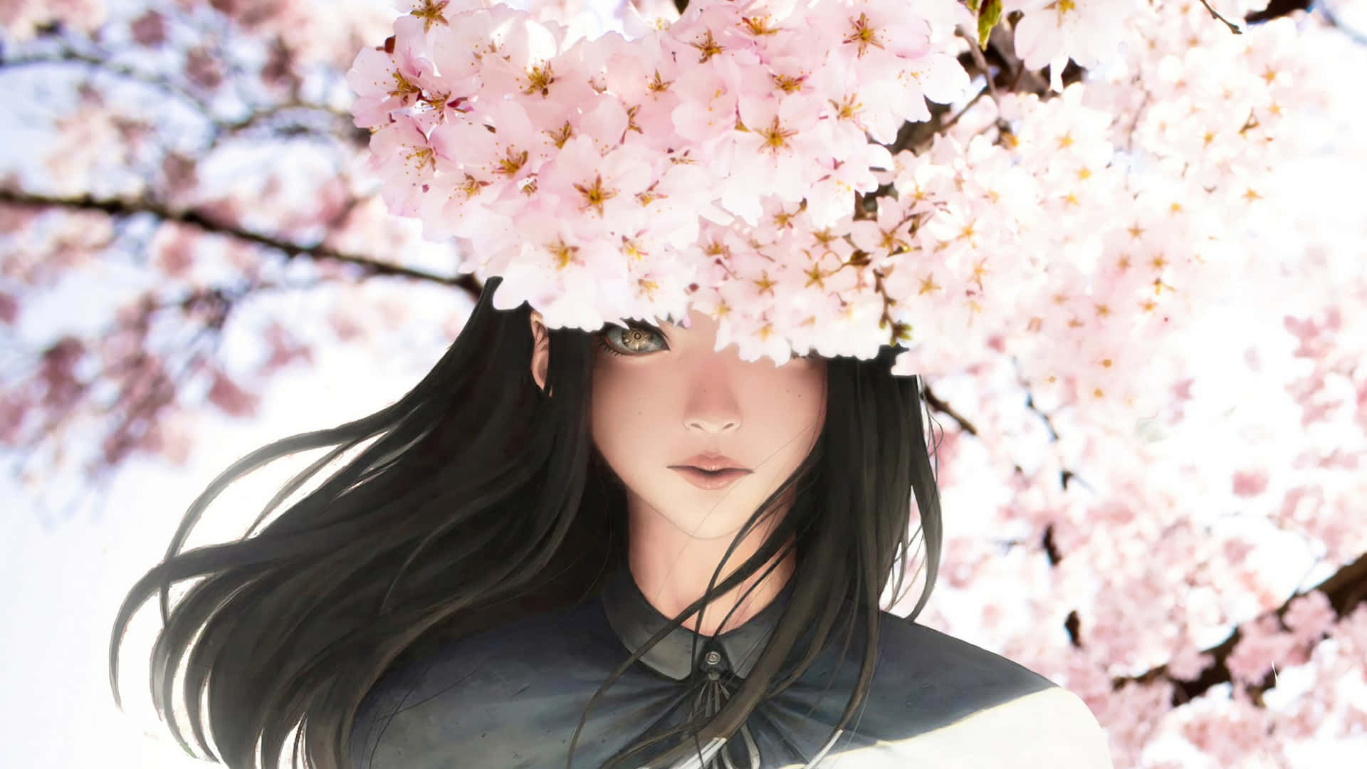 Hình nền hoa anh đào Hình nền