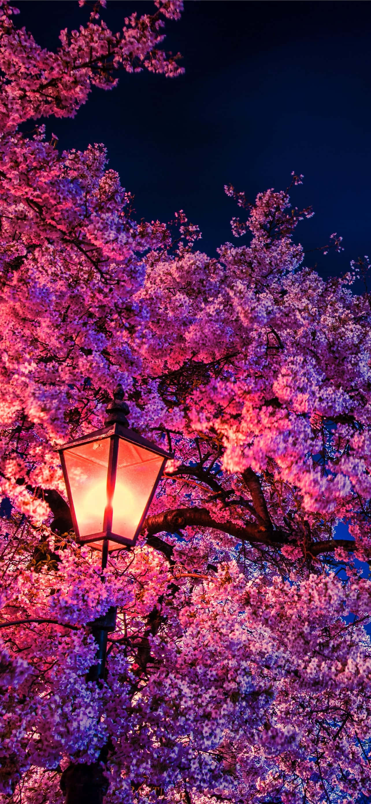 Hình nền hoa anh đào Hình nền