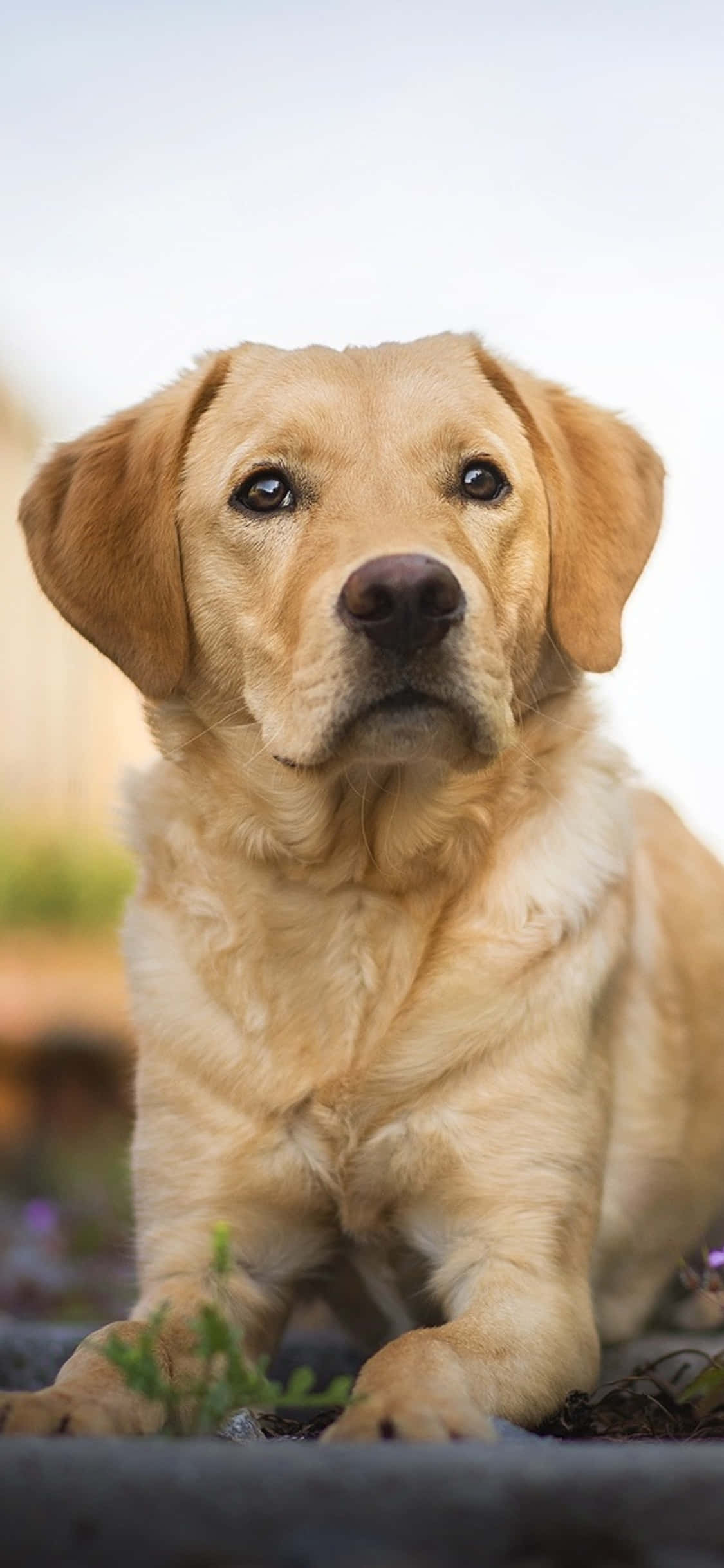 Hình nền Labrador Hình nền