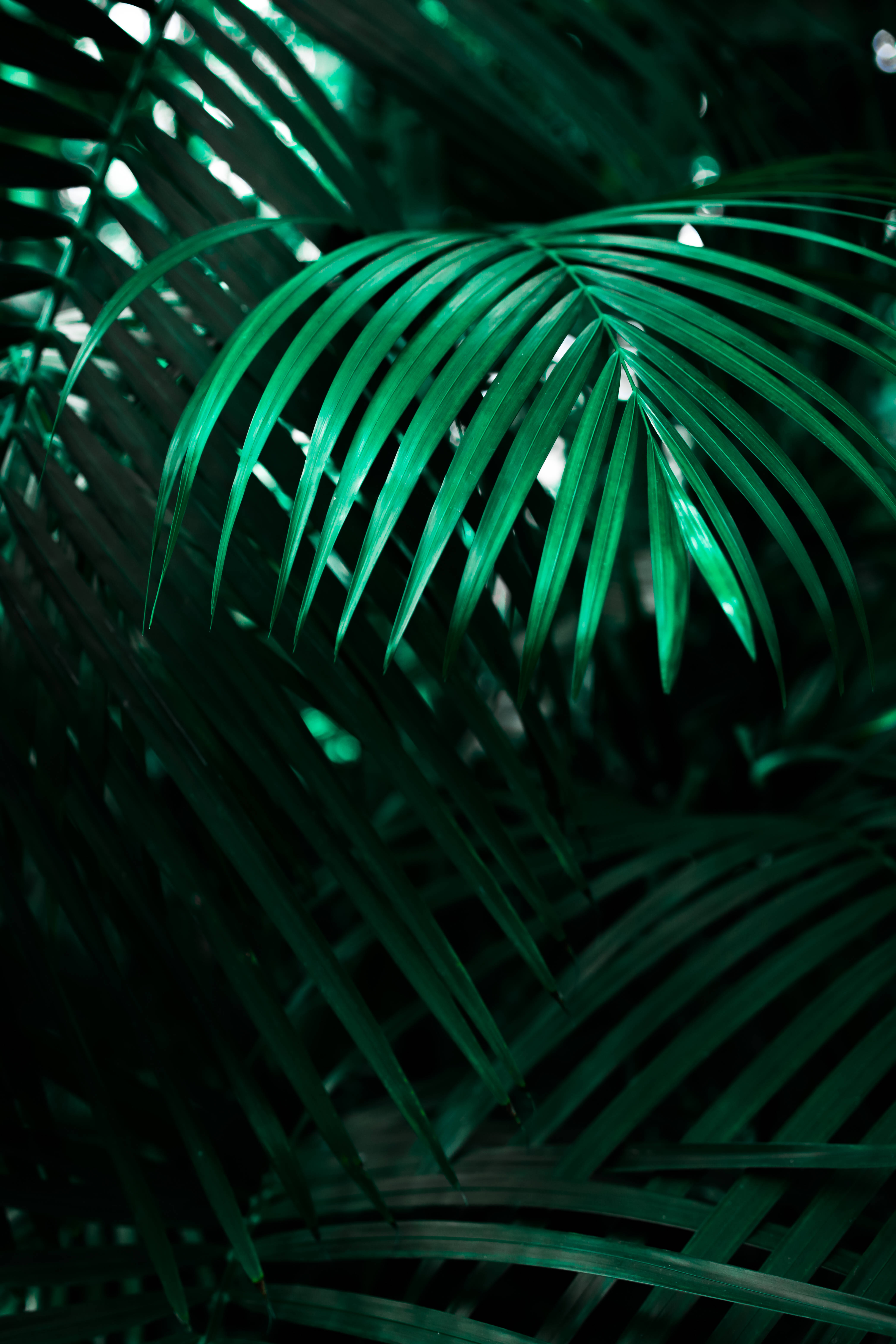 Hình nền màn hình khóa Sói Neon Ngầu Hình nền