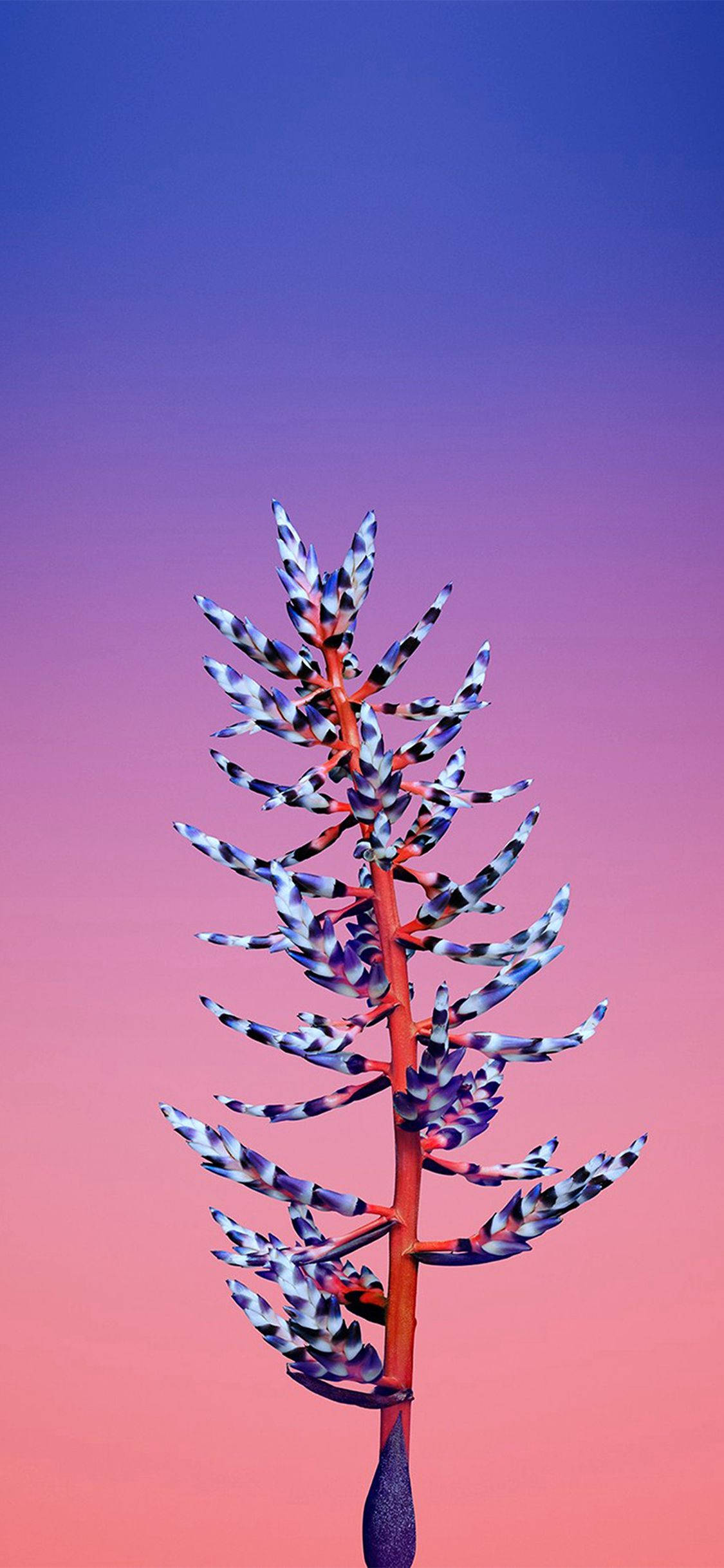 Hoa Aechmea Apple Hình nền