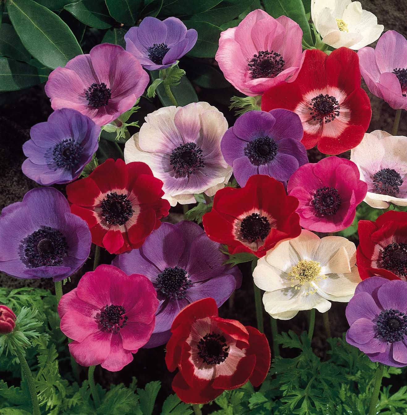 Hoa Anemone nở rộ Hình nền