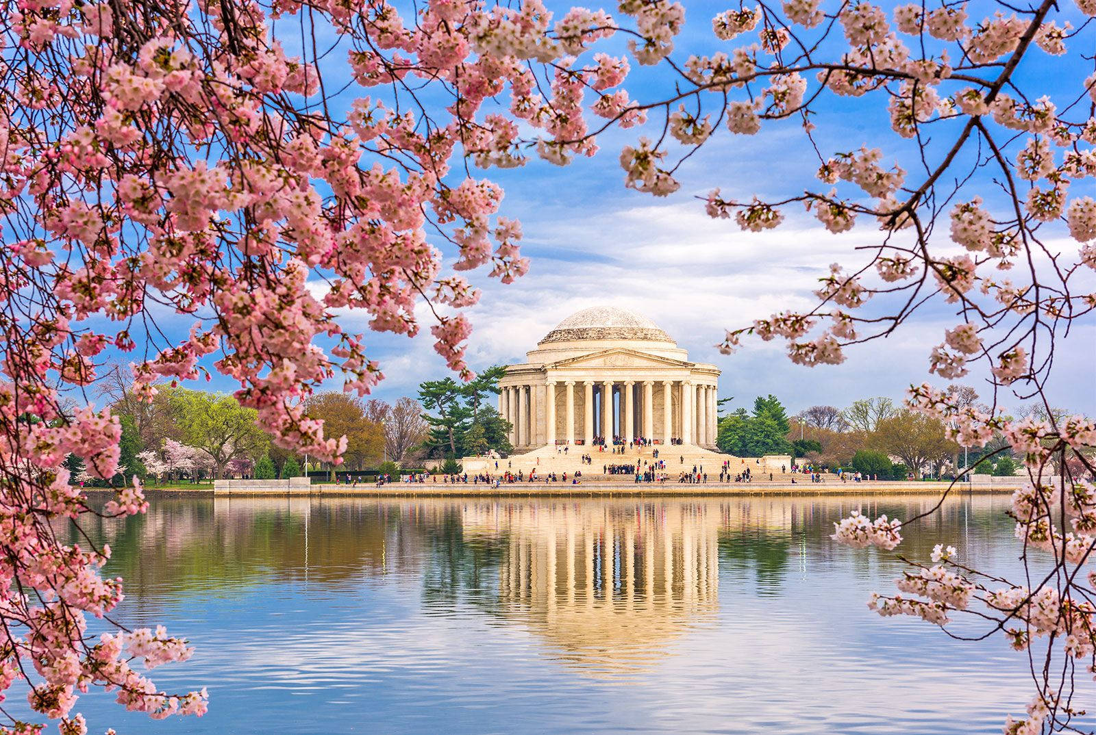Hoa anh đào hồng tại Đài tưởng niệm Jefferson Hình nền
