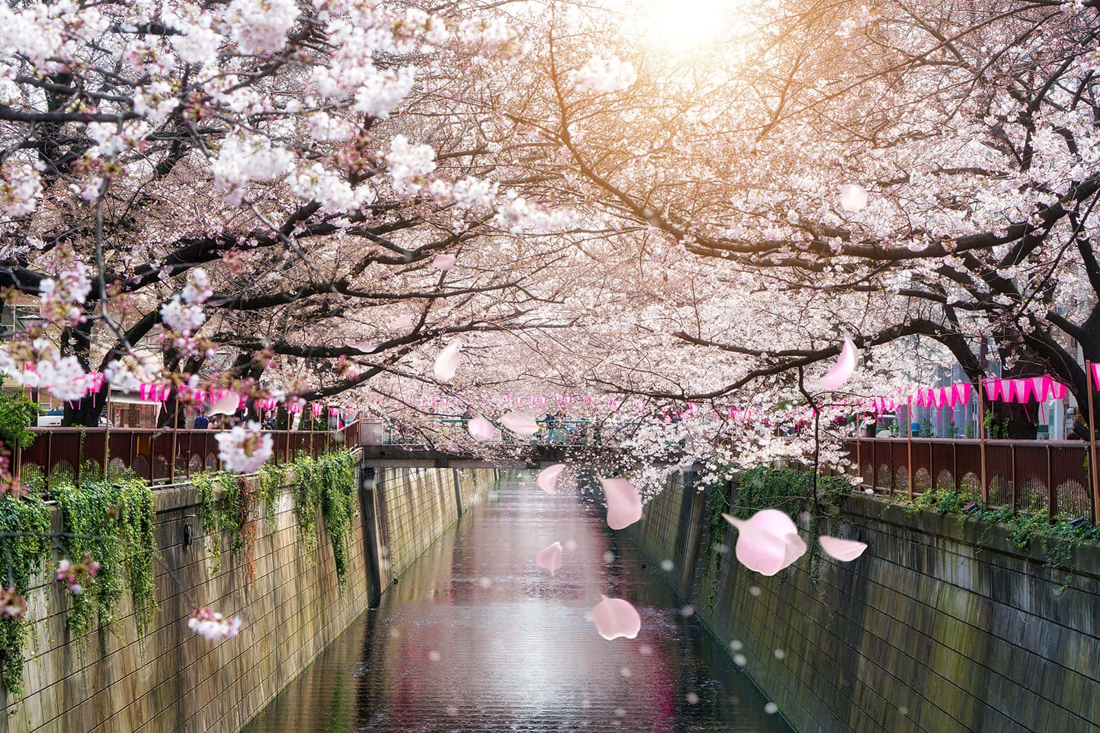 Hoa anh đào sông Meguro Hình nền
