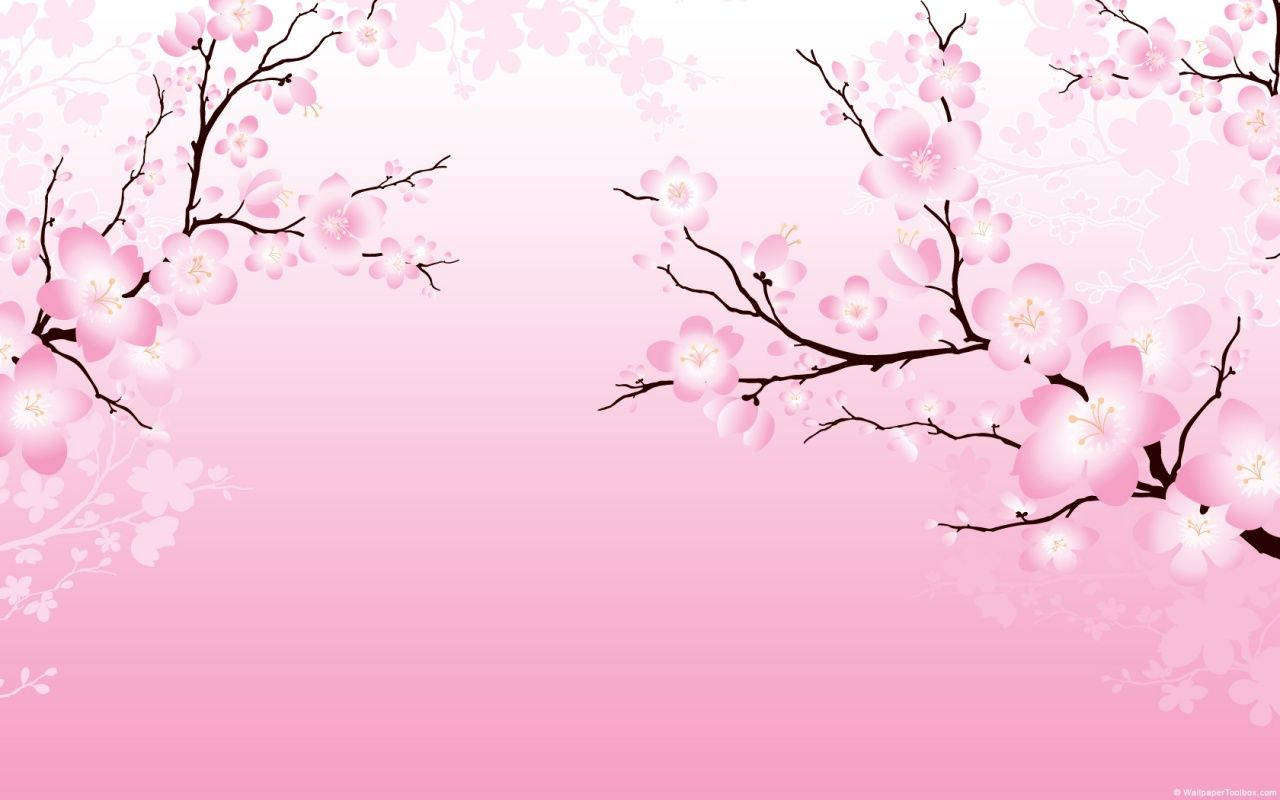 Hình nền hoa anh đào 2D — Hoa anh đào Hình nền