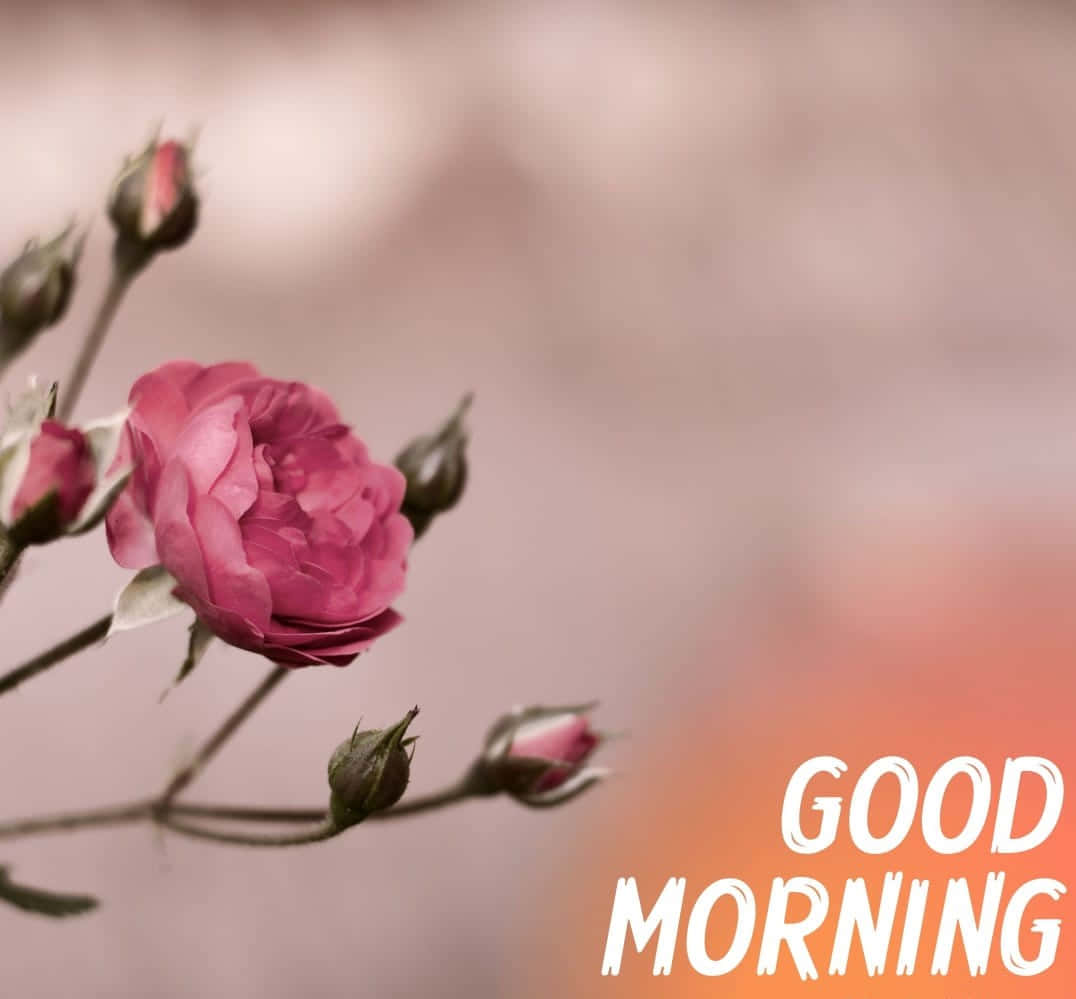 Hoa buổi sáng hồng xám Hình nền