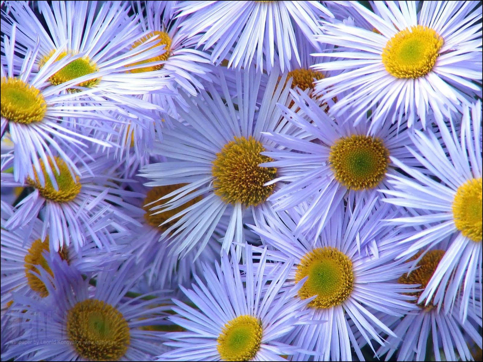 Hoa Cúc Fleabane Cho PC Hình nền