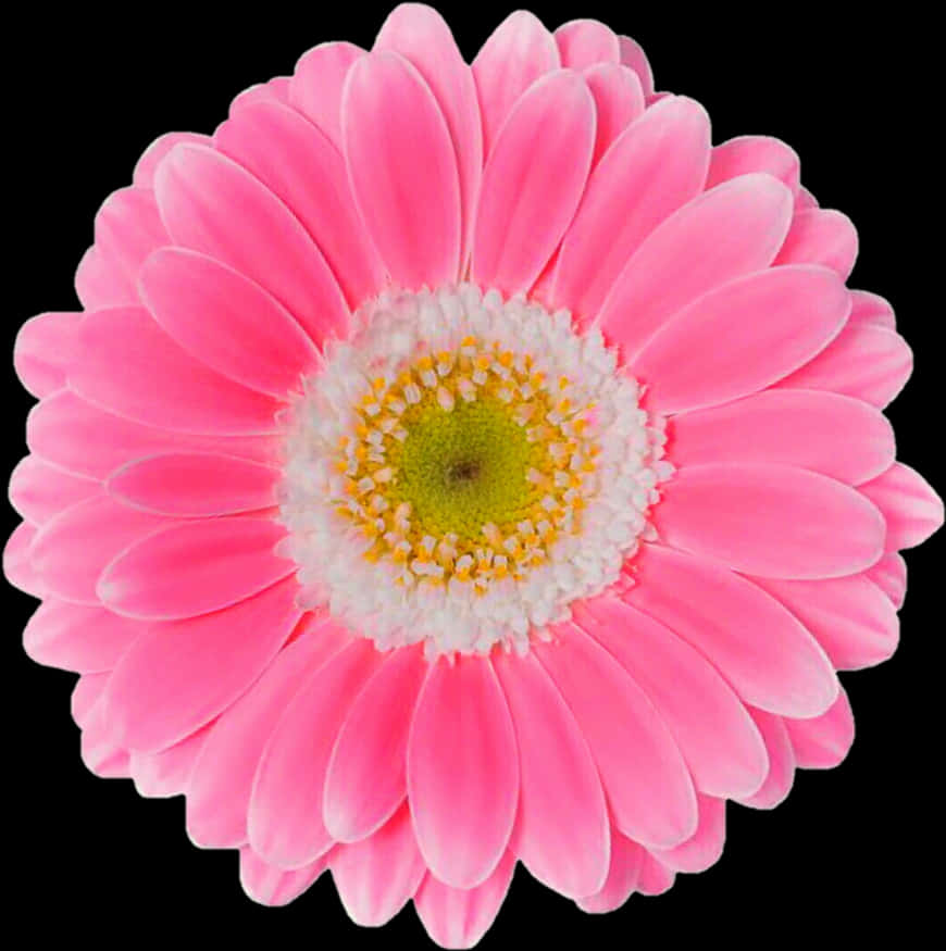 Hoa Cúc Gerbera Hồng Rực Rỡ Trên Nền Đen Hình nền