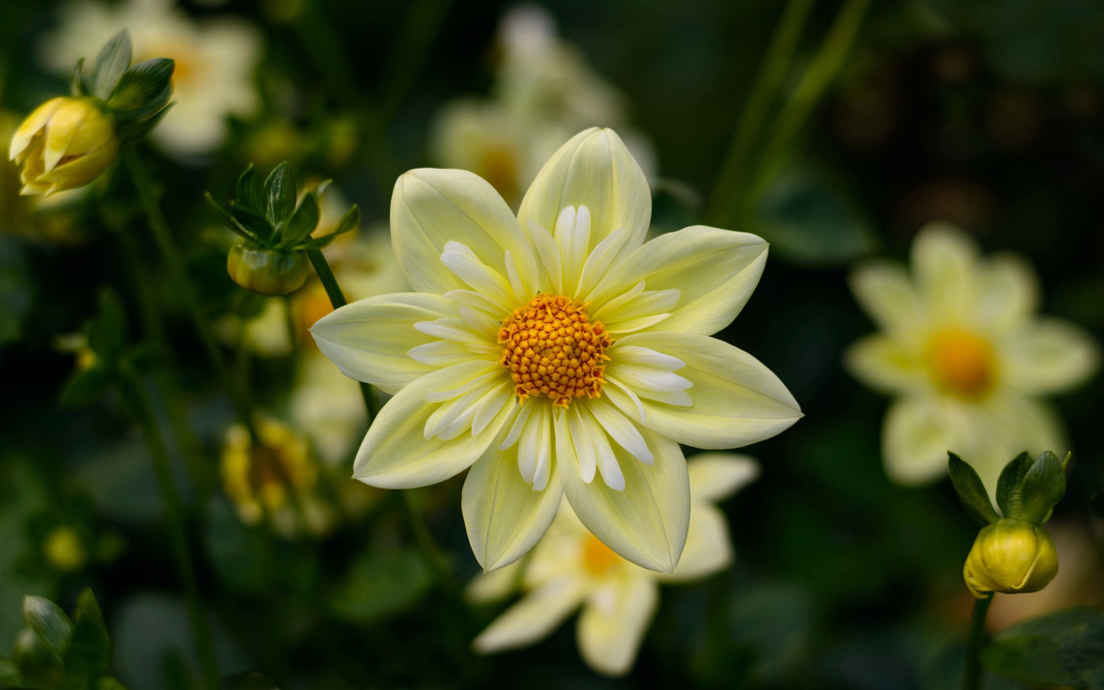 Hoa Dahlia 1920x1080 HD Hình nền