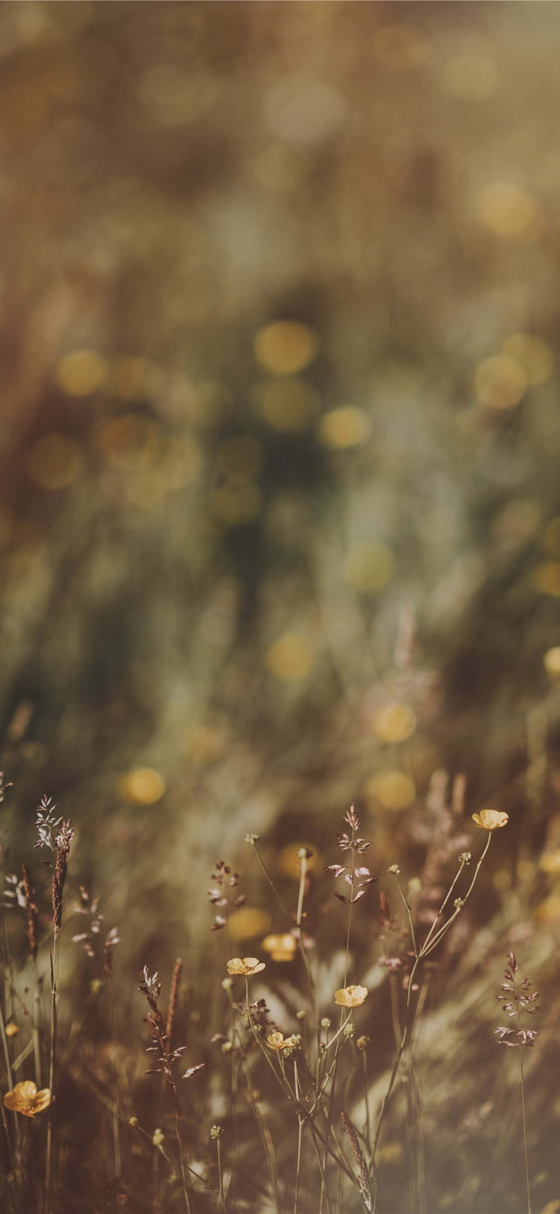 Hoa Dại Hình Ảnh Bơ Vàng Bokeh Hình nền