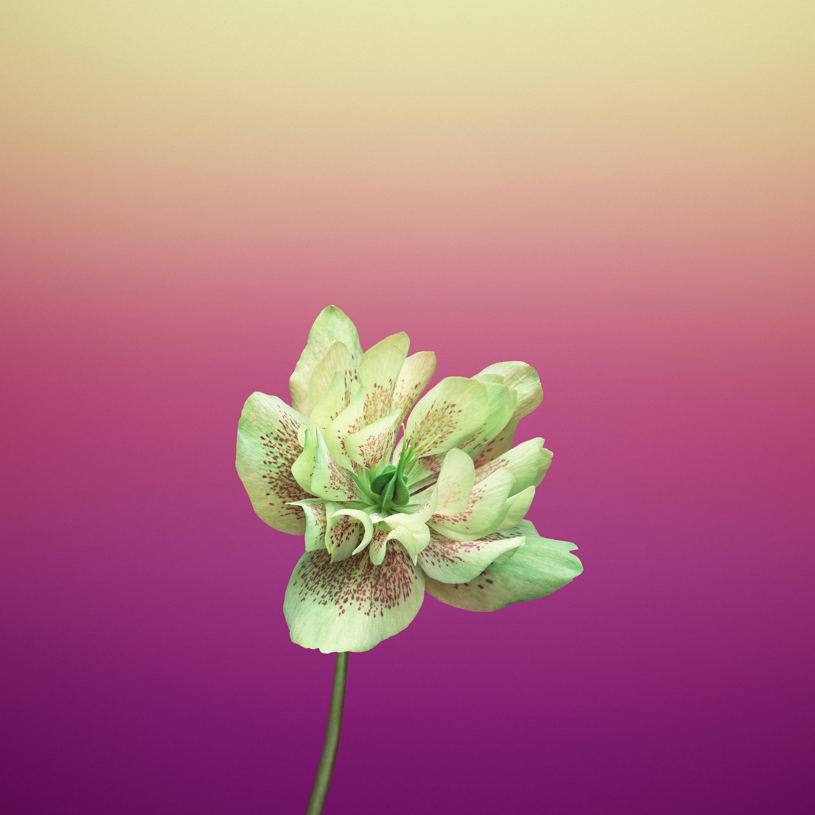 Hoa Helleborus Orientalis tím táo Hình nền
