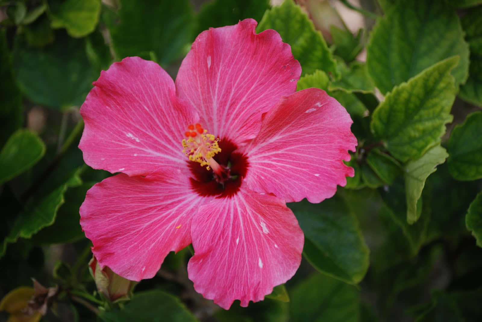 Hoa hồng Hibiscus Cây nhiệt đới Hình ảnh Hình nền