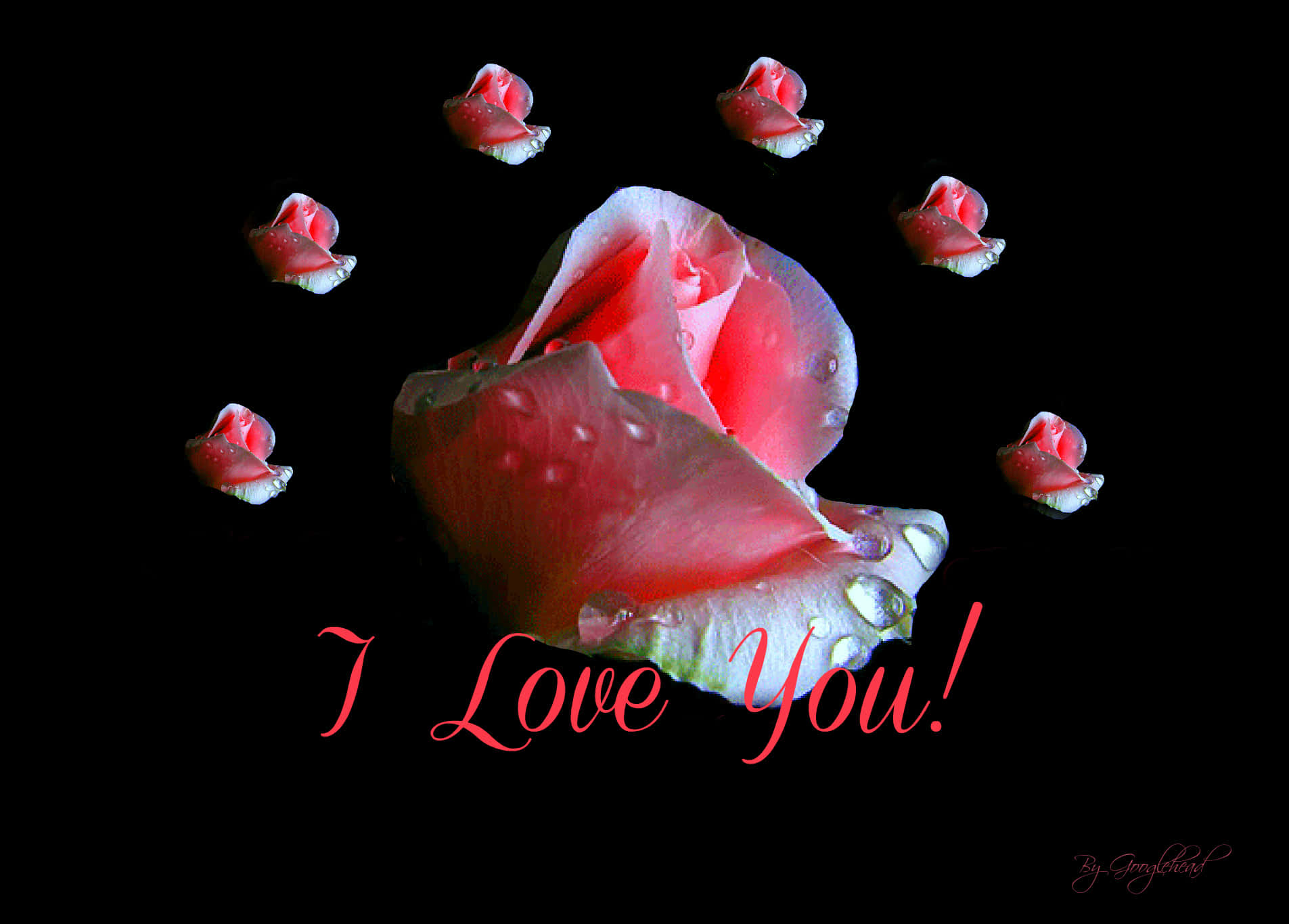 Hoa Hồng Hồng I Love You Hình nền