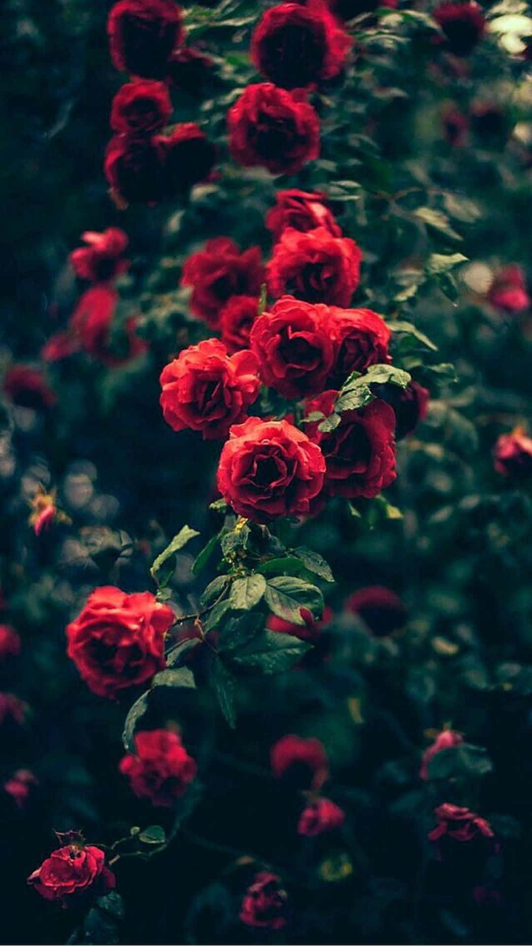 Hoa hồng đỏ trong bóng tối Hình nền