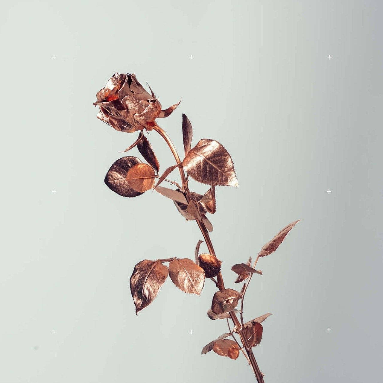Hoa hồng Tumblr màu hồng phấn trên nền trắng Hình nền