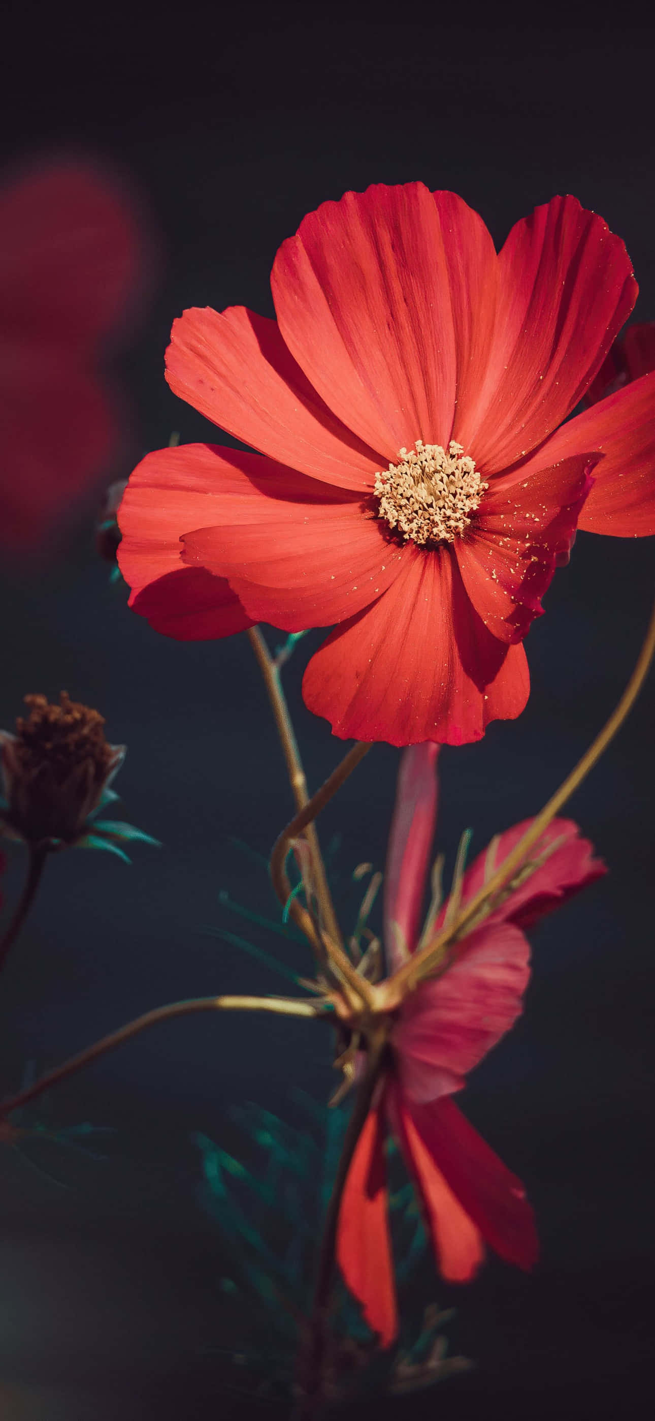 Hoa Hồng Vườn Cosmos Đỏ iPhone Ảnh Hình nền