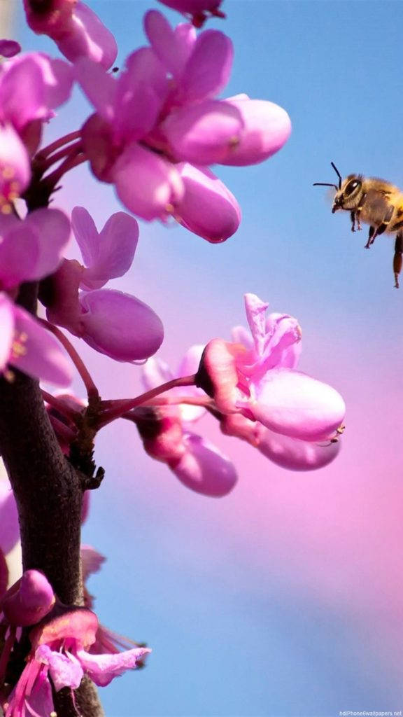 Hoa Lan Hồng Cho iPhone Hình nền