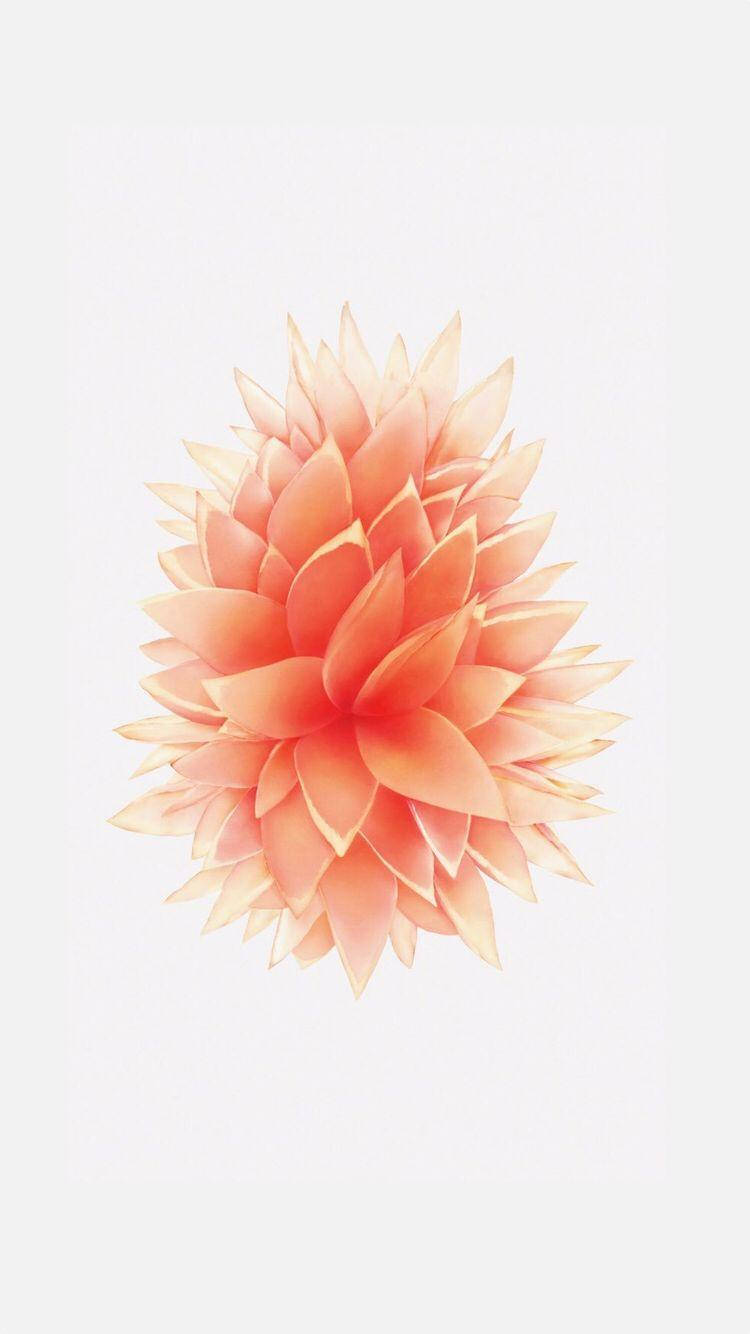 Hoa Màu Đào iPhone SE Hình nền