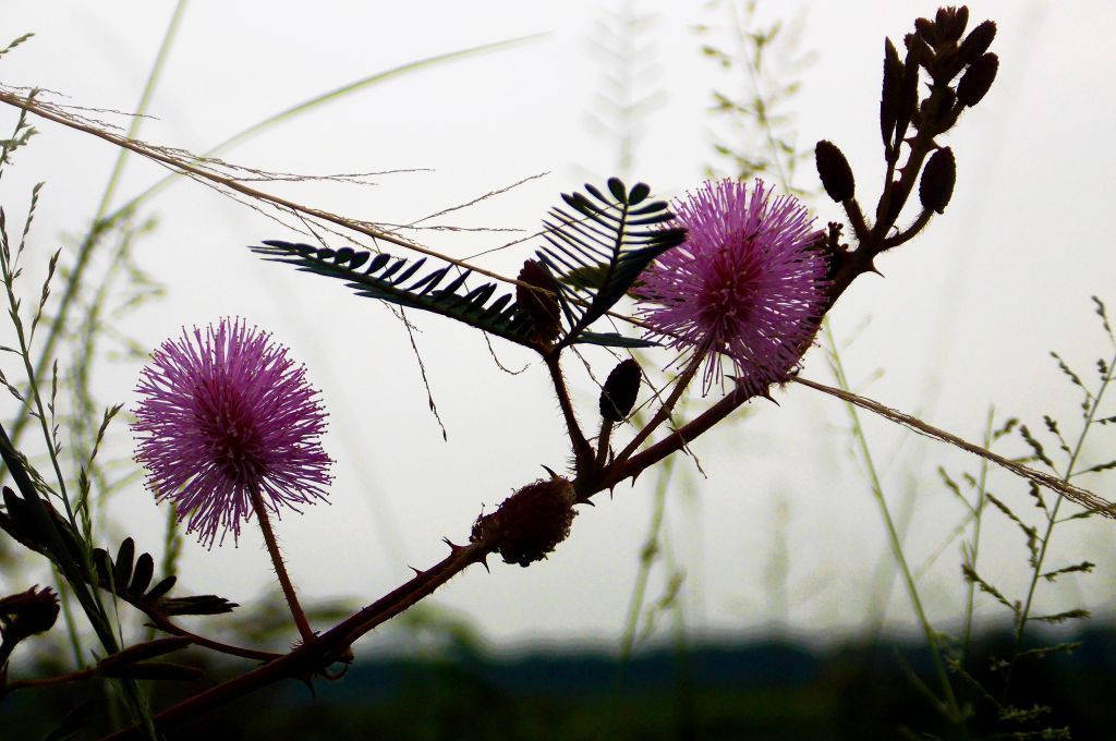 Hoa Mimosa Dại Hình nền