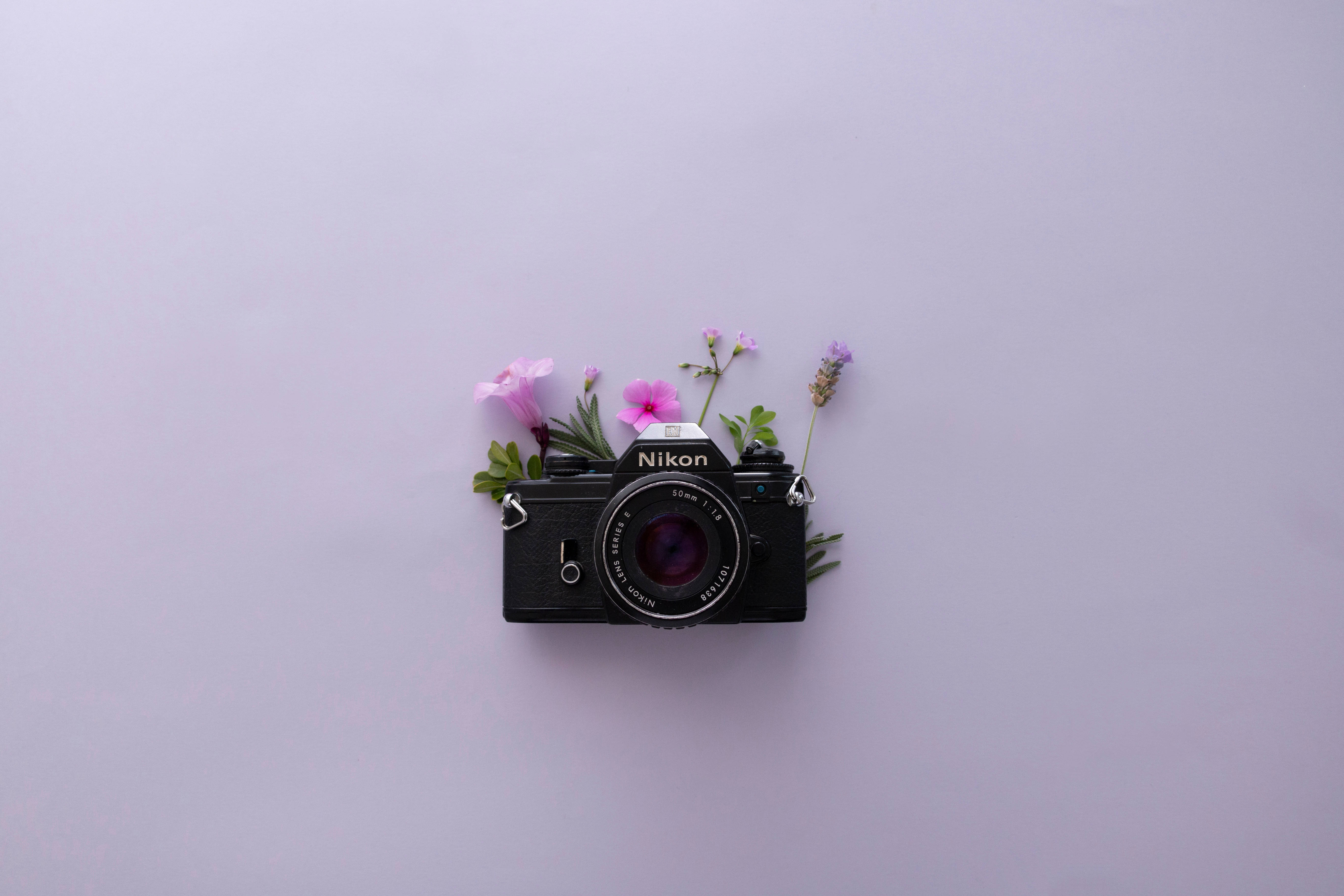Hoa oải hương thẩm mỹ và máy ảnh Nikon Hình nền