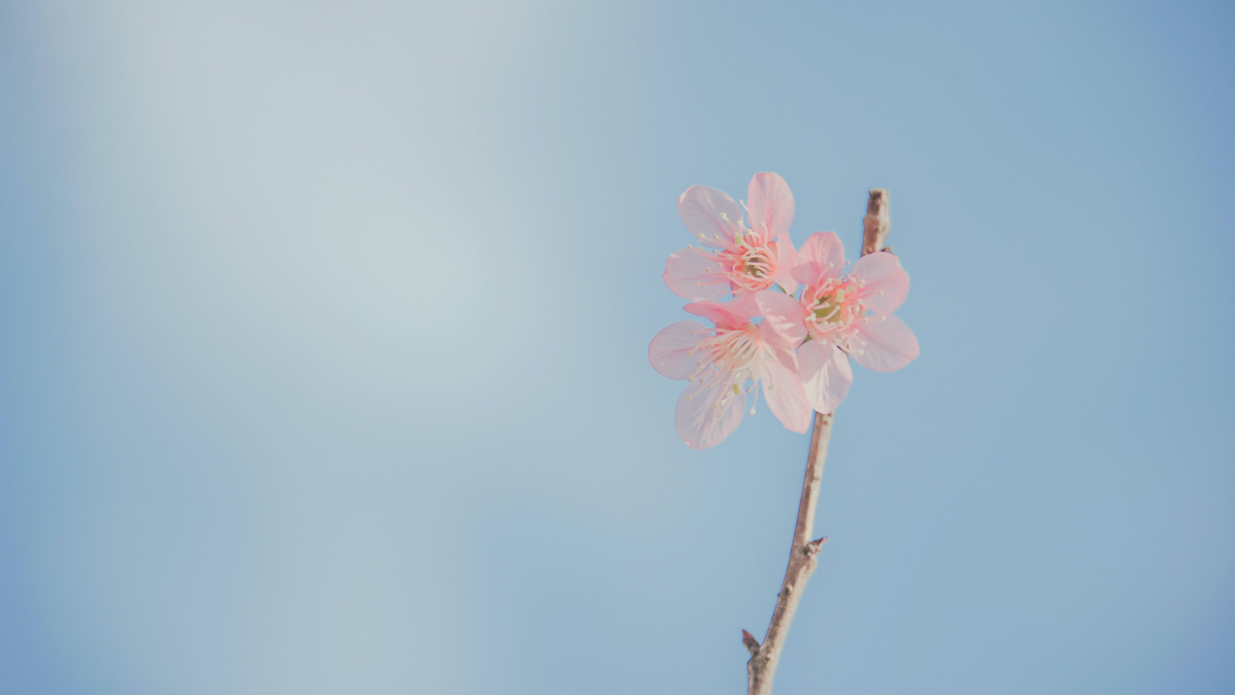 Hoa Pastel Nền Desktop Thẩm Mỹ Hình nền