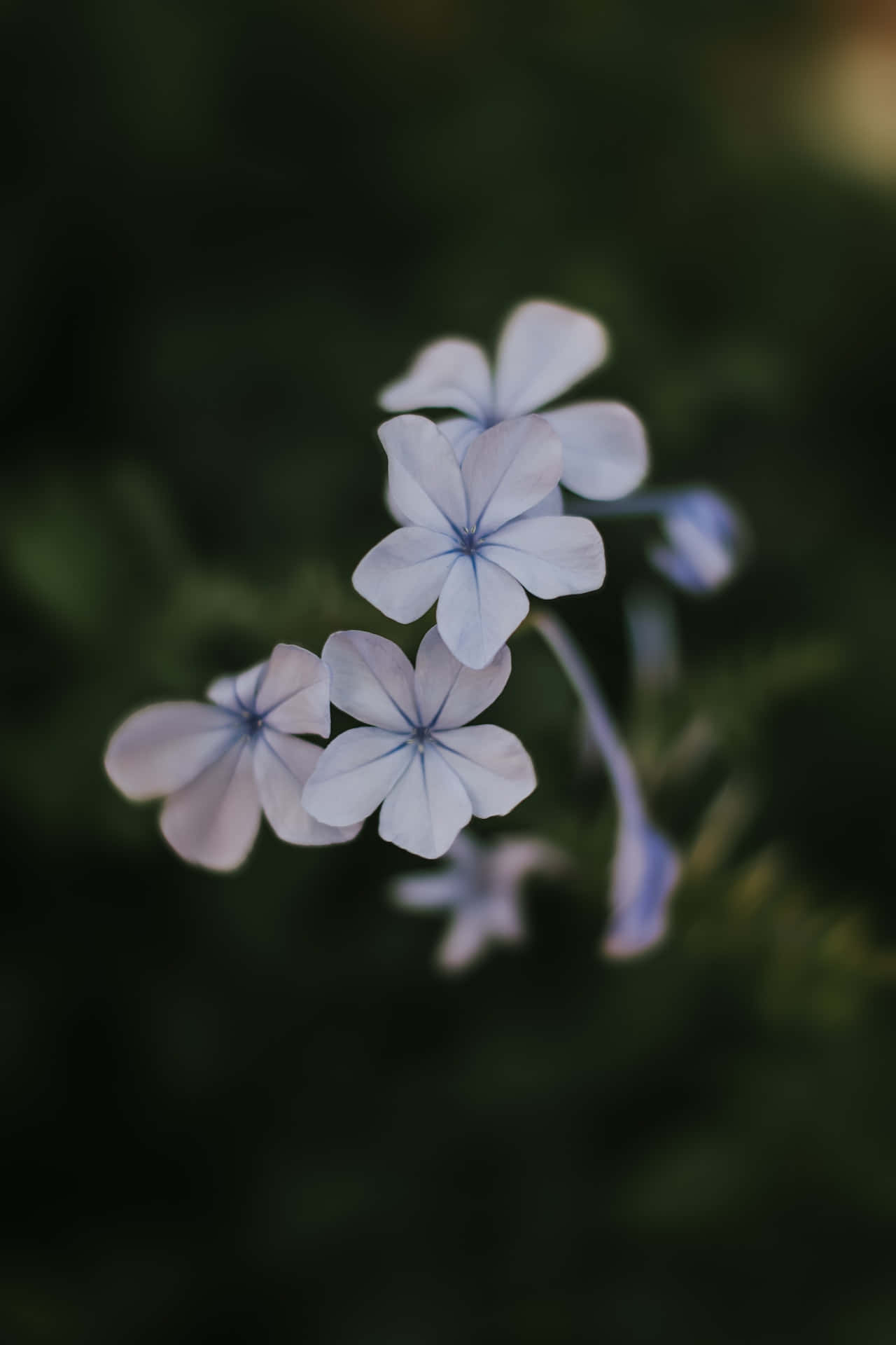 Hoa Plumbago xanh Phone Hình nền