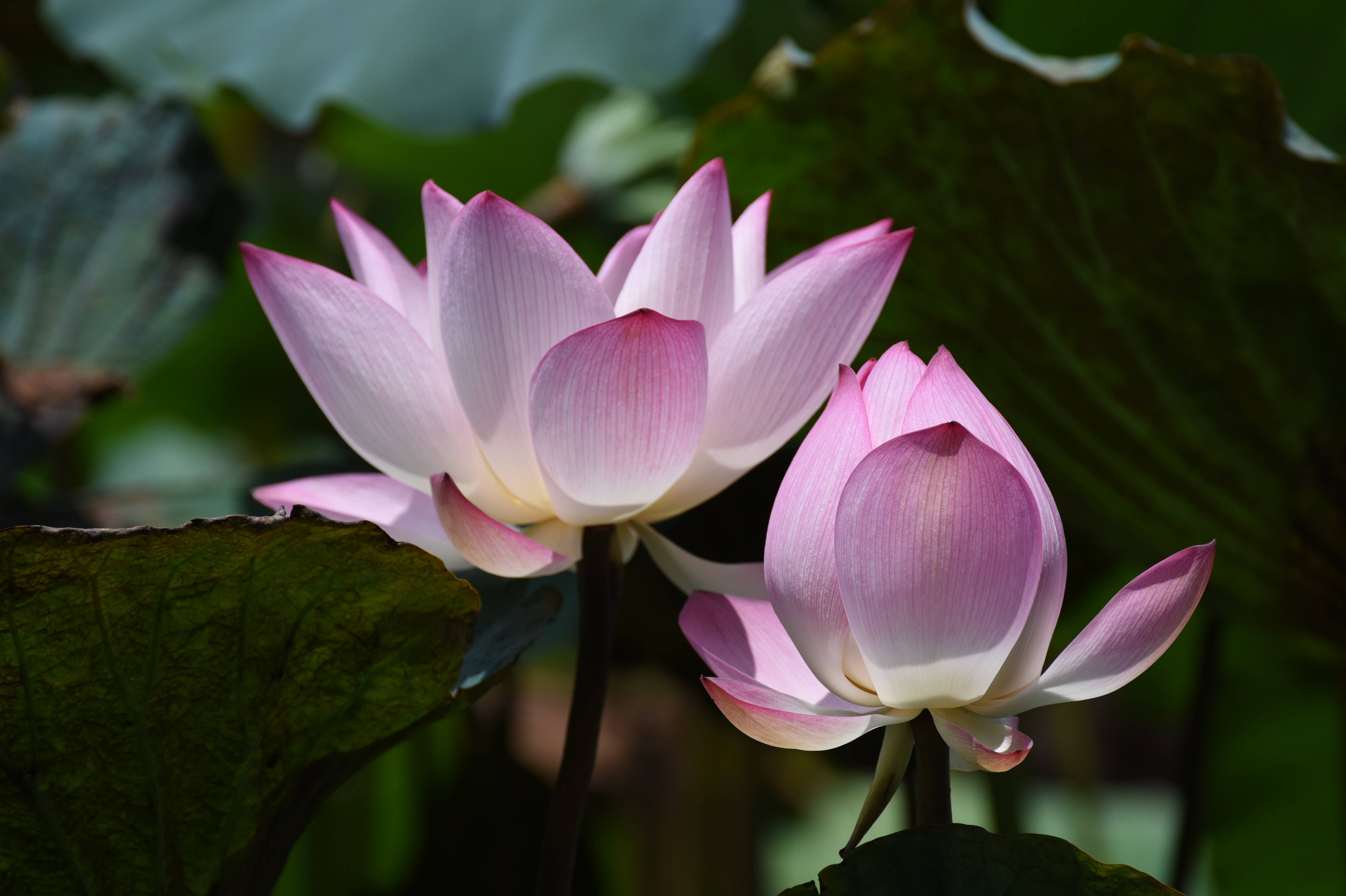 Hoa sen Chawan Basu Hình nền
