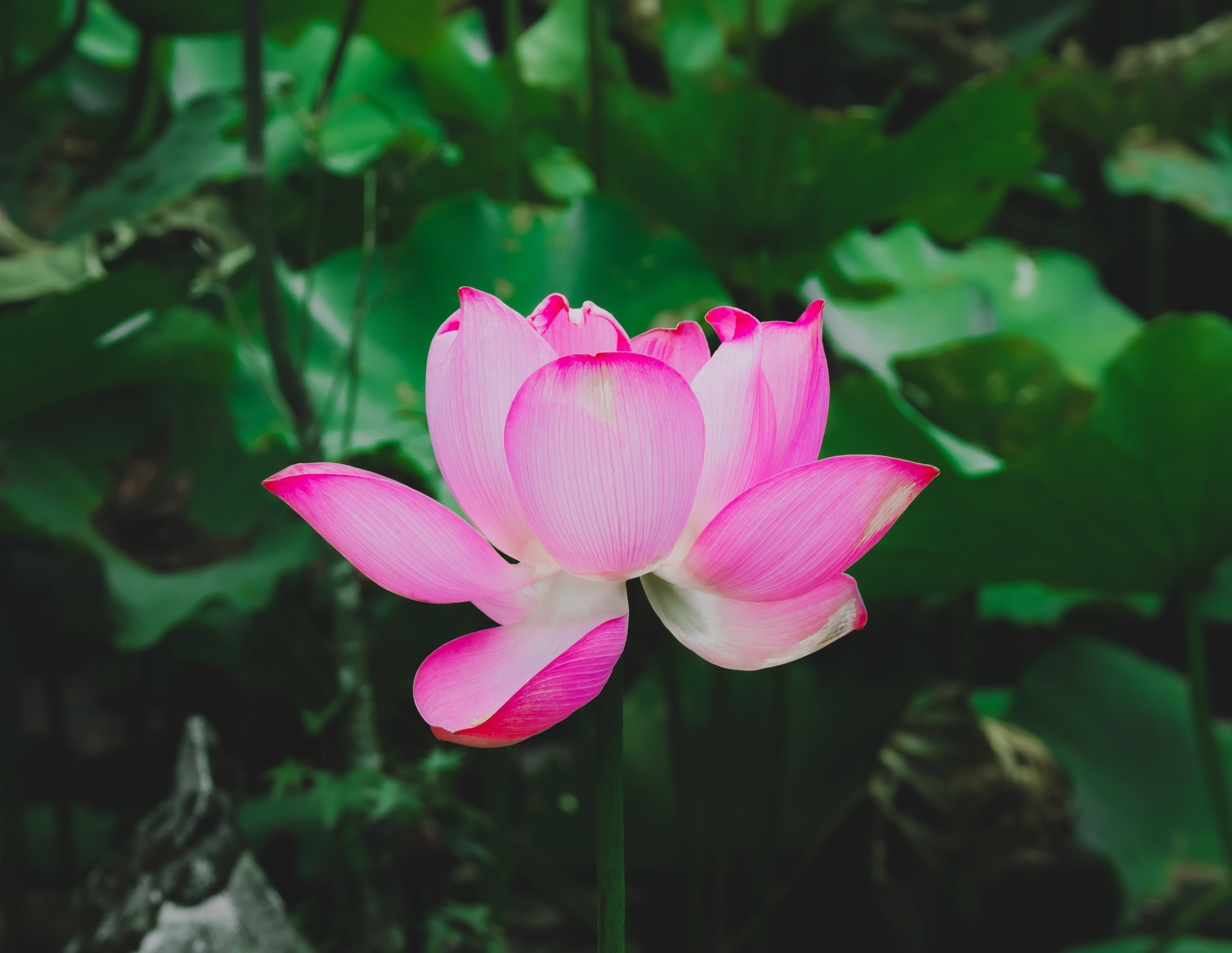 Hoa sen đỏ Yohan Hình nền